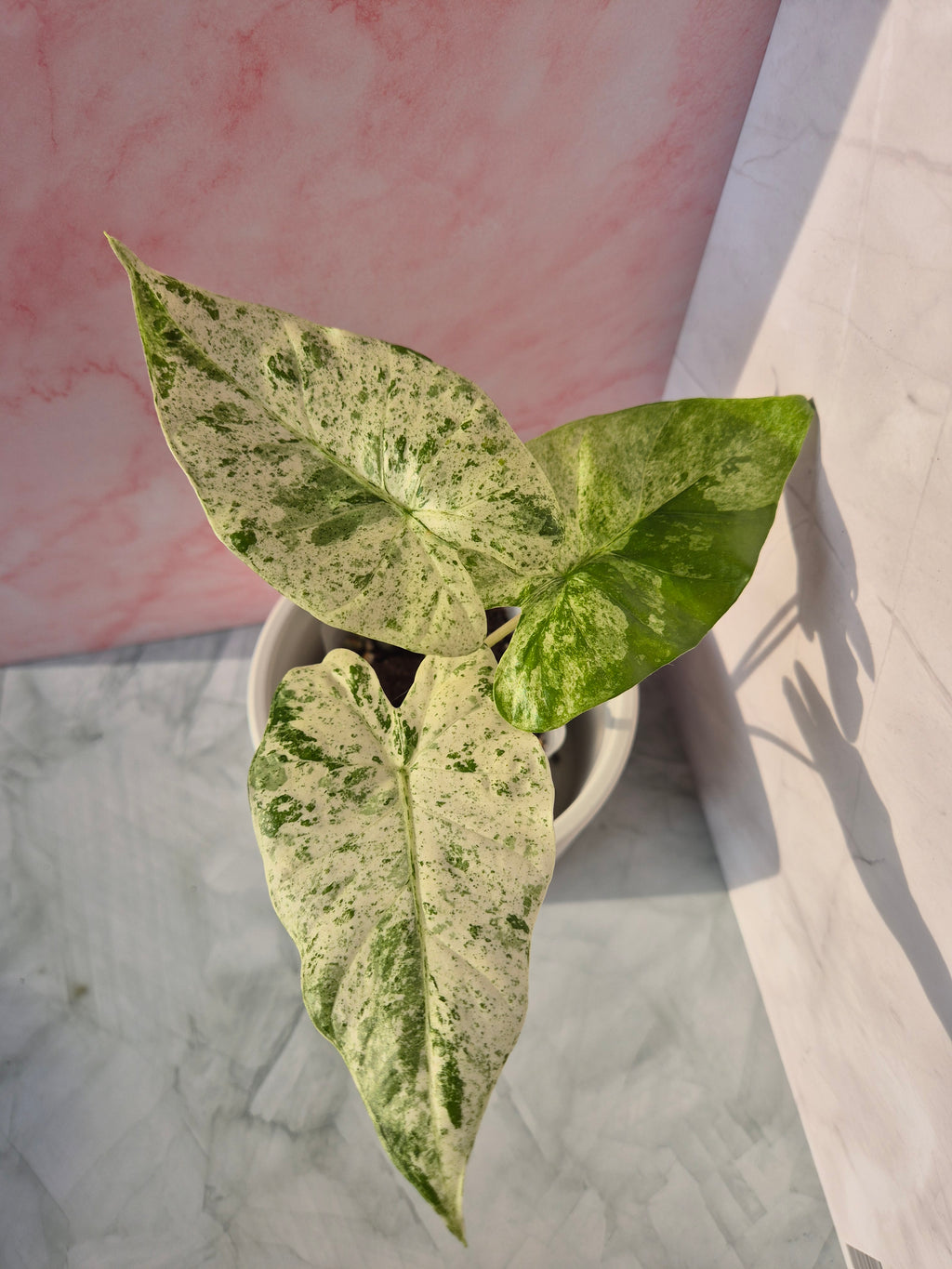 Alocasia Macrorrhiza splash #6
