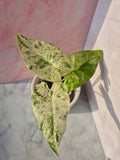 Alocasia Macrorrhiza splash #6