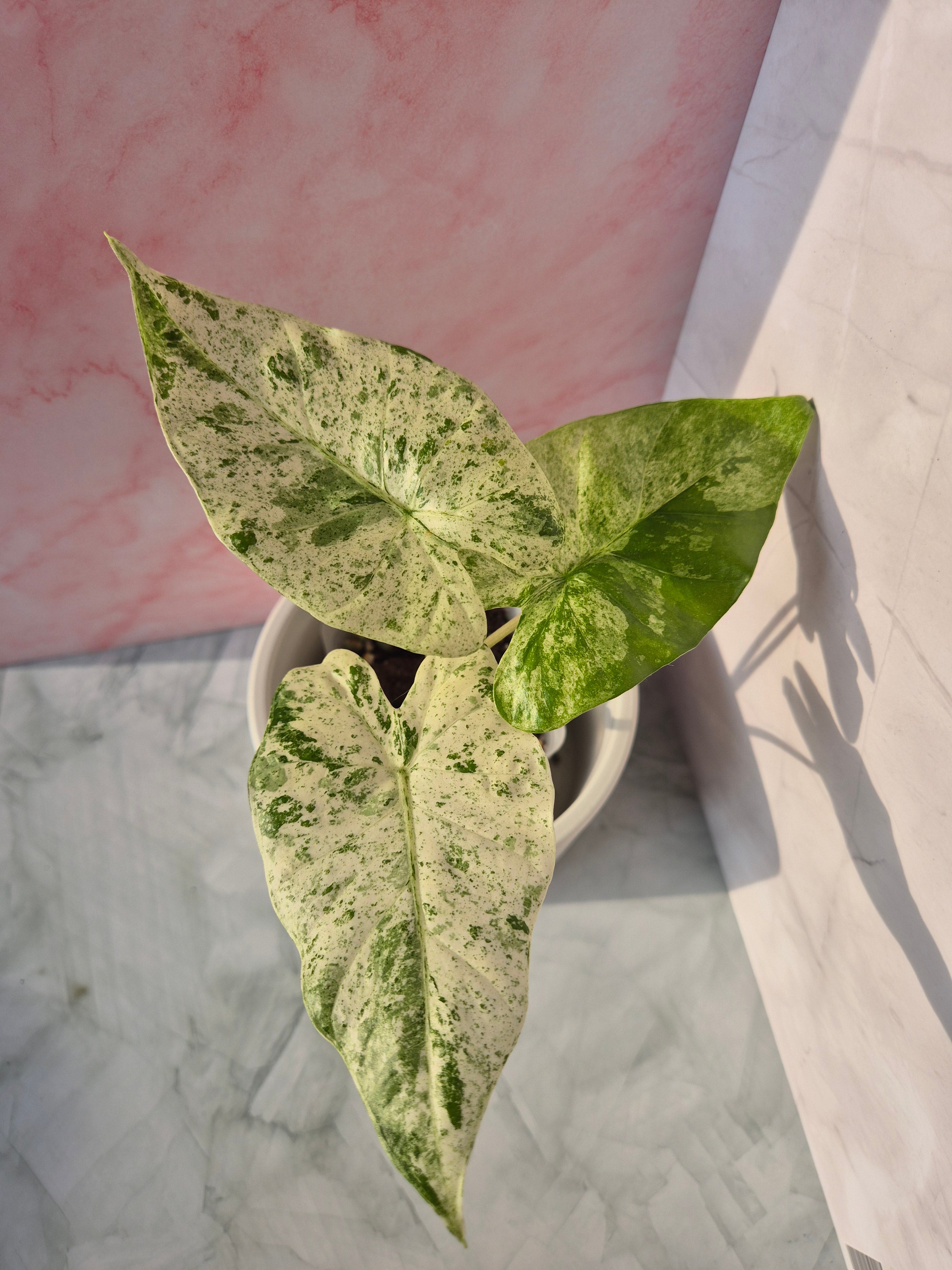 Alocasia Macrorrhiza splash #6