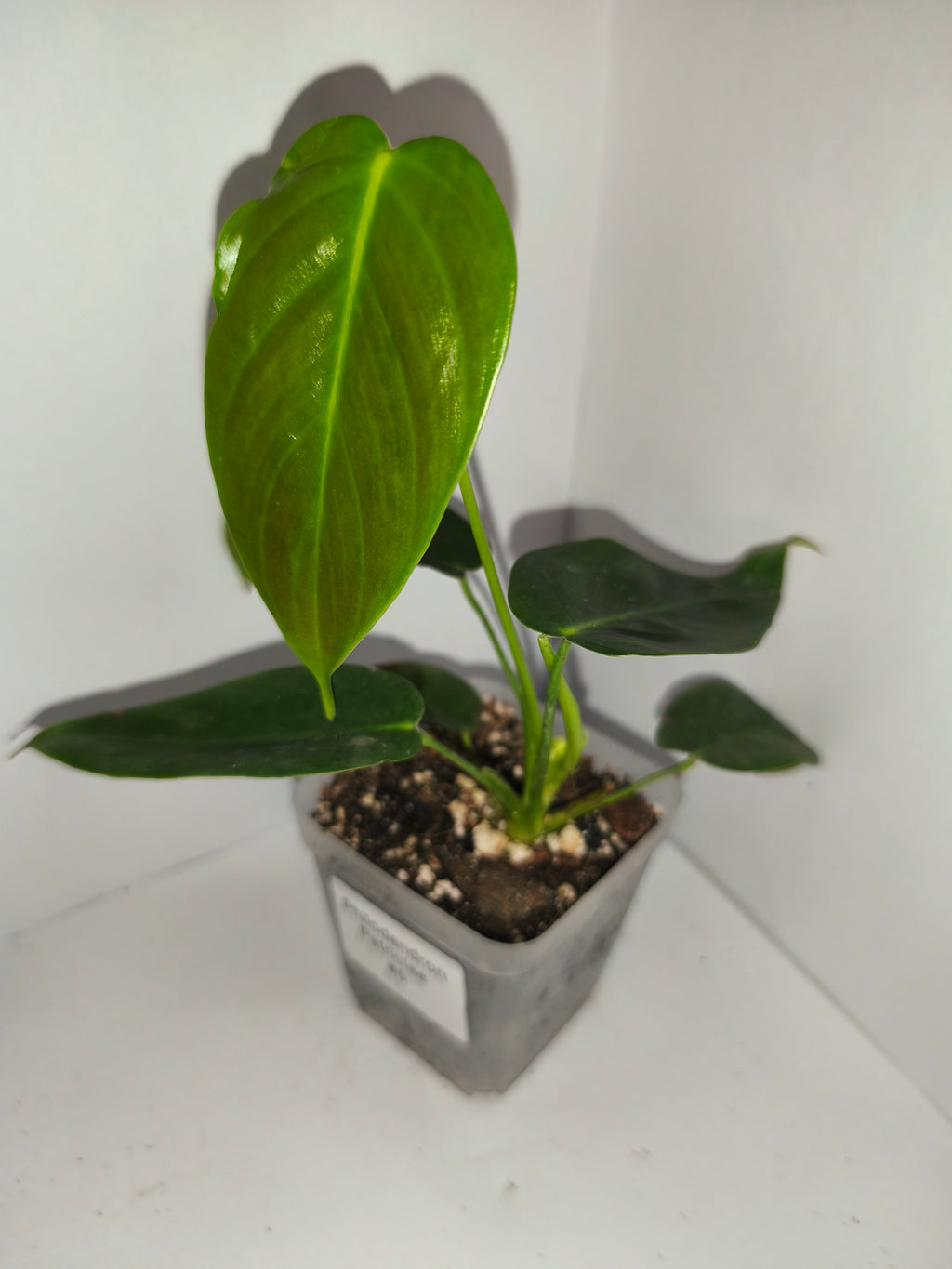 Philodendron Patriciae #6