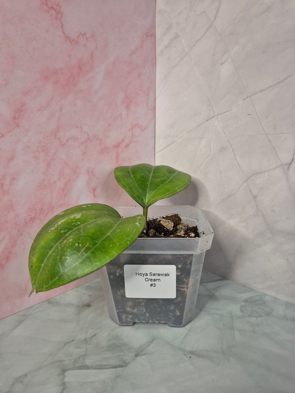 Hoya Sarawak Cream #3