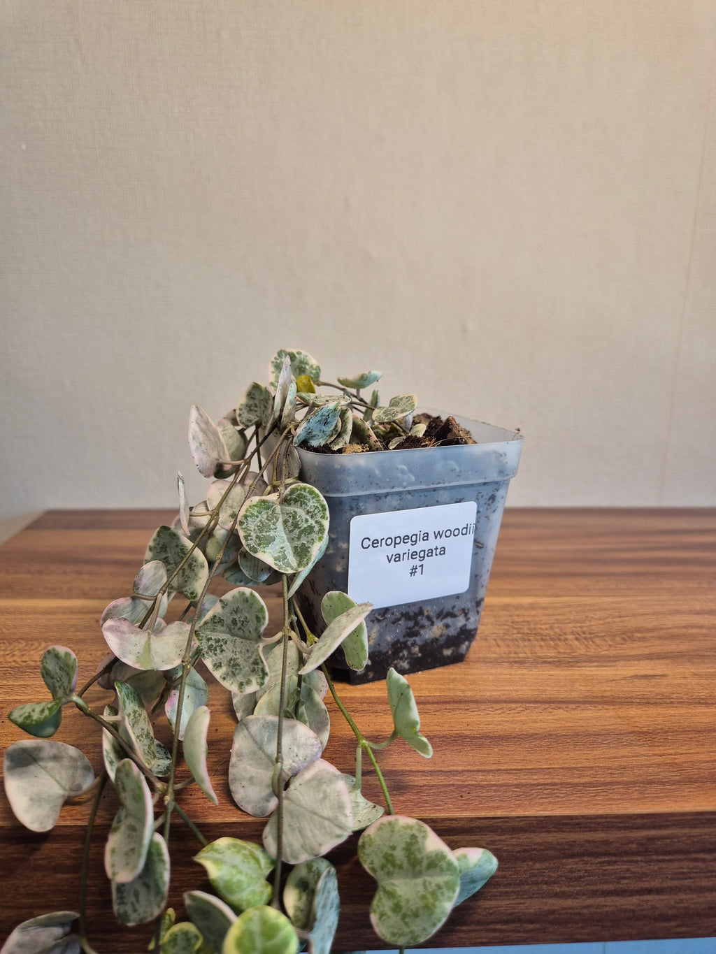 Ceropegia Woodii Variegata #1