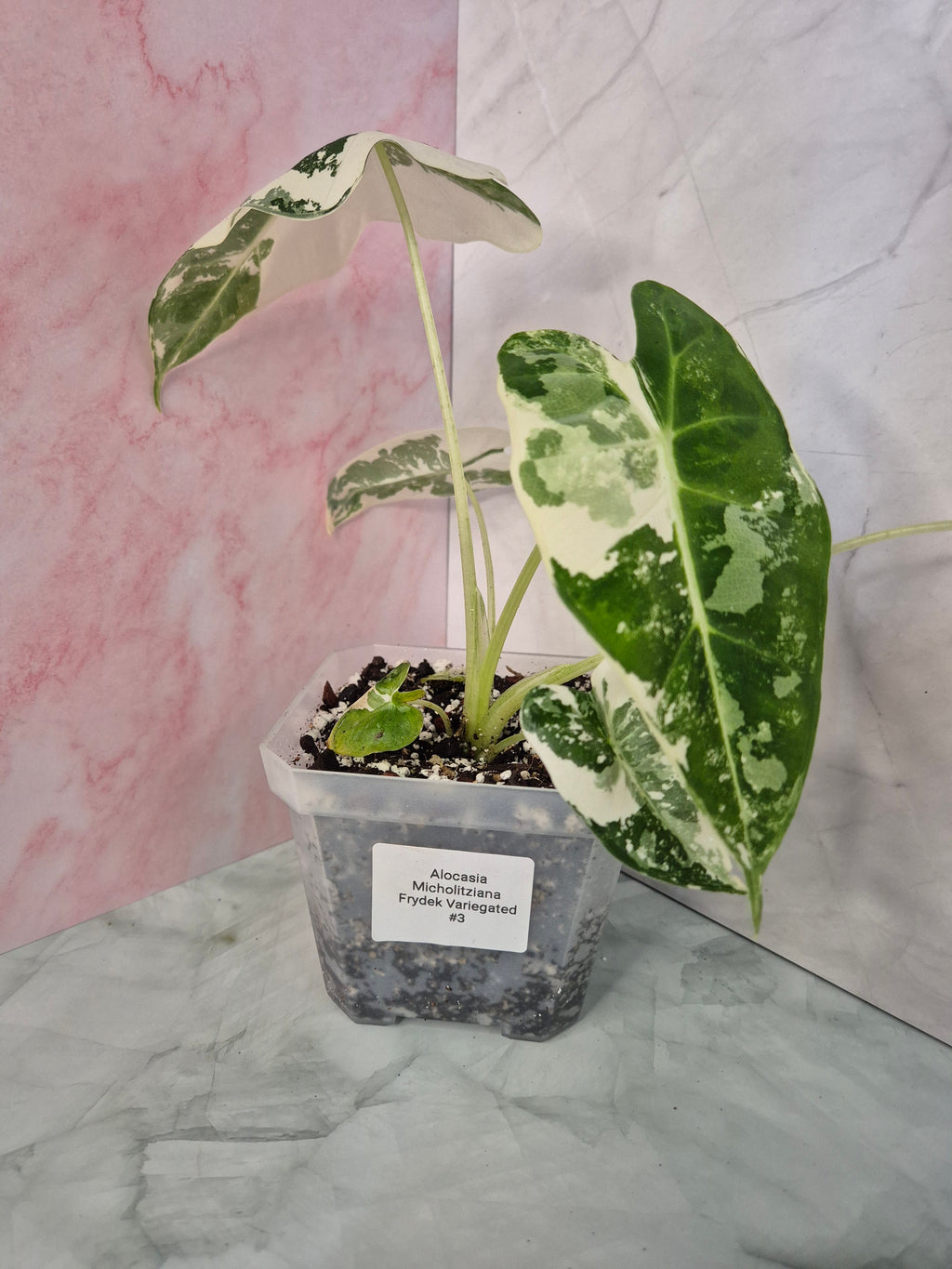 Alocasia Micholitziana Frydek Variegated #3