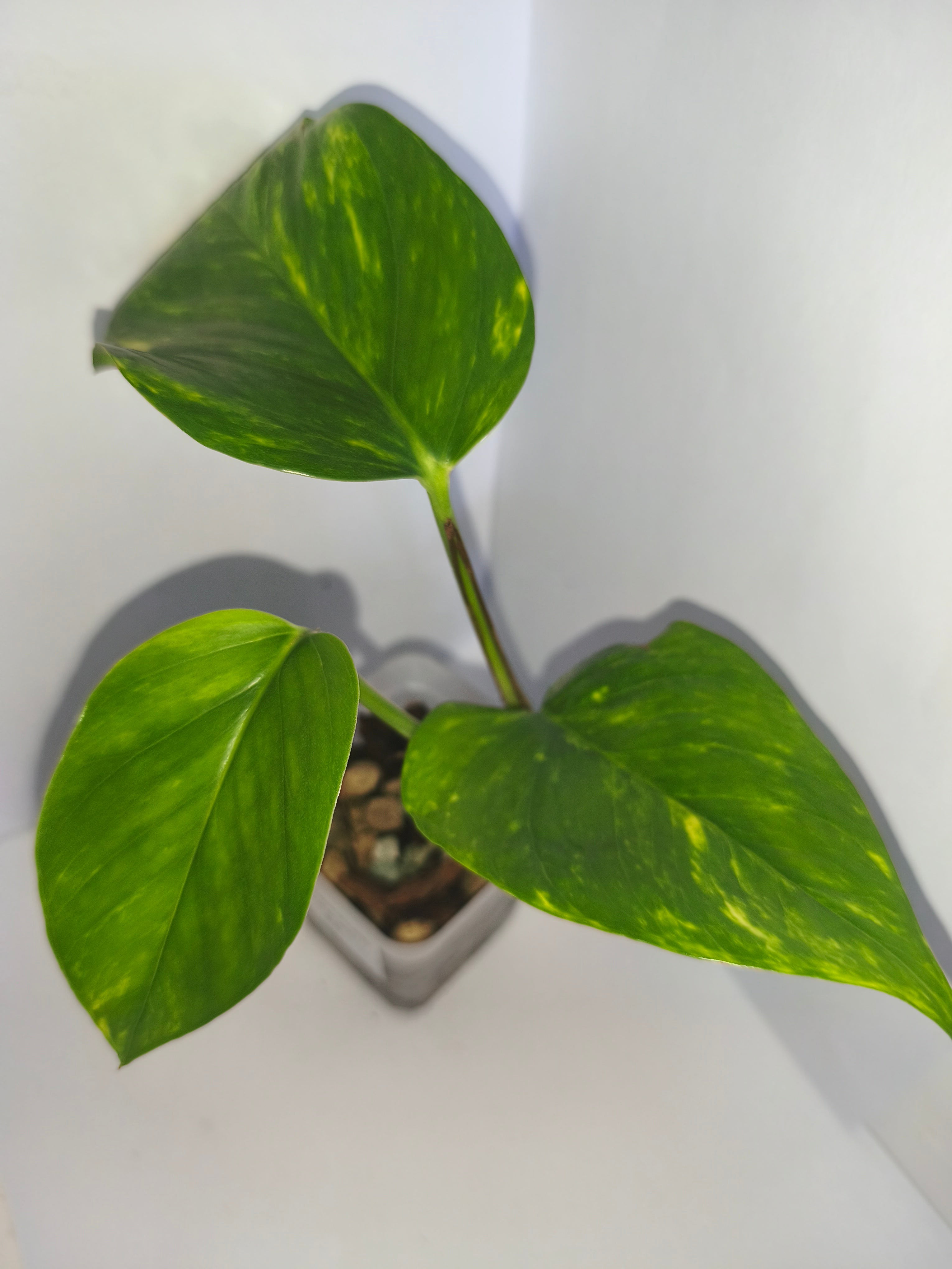 Epipremnum aureum #5