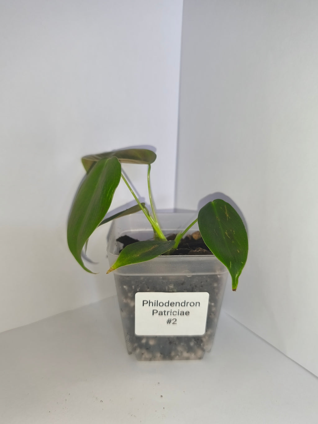 Philodendron Patriciae #2