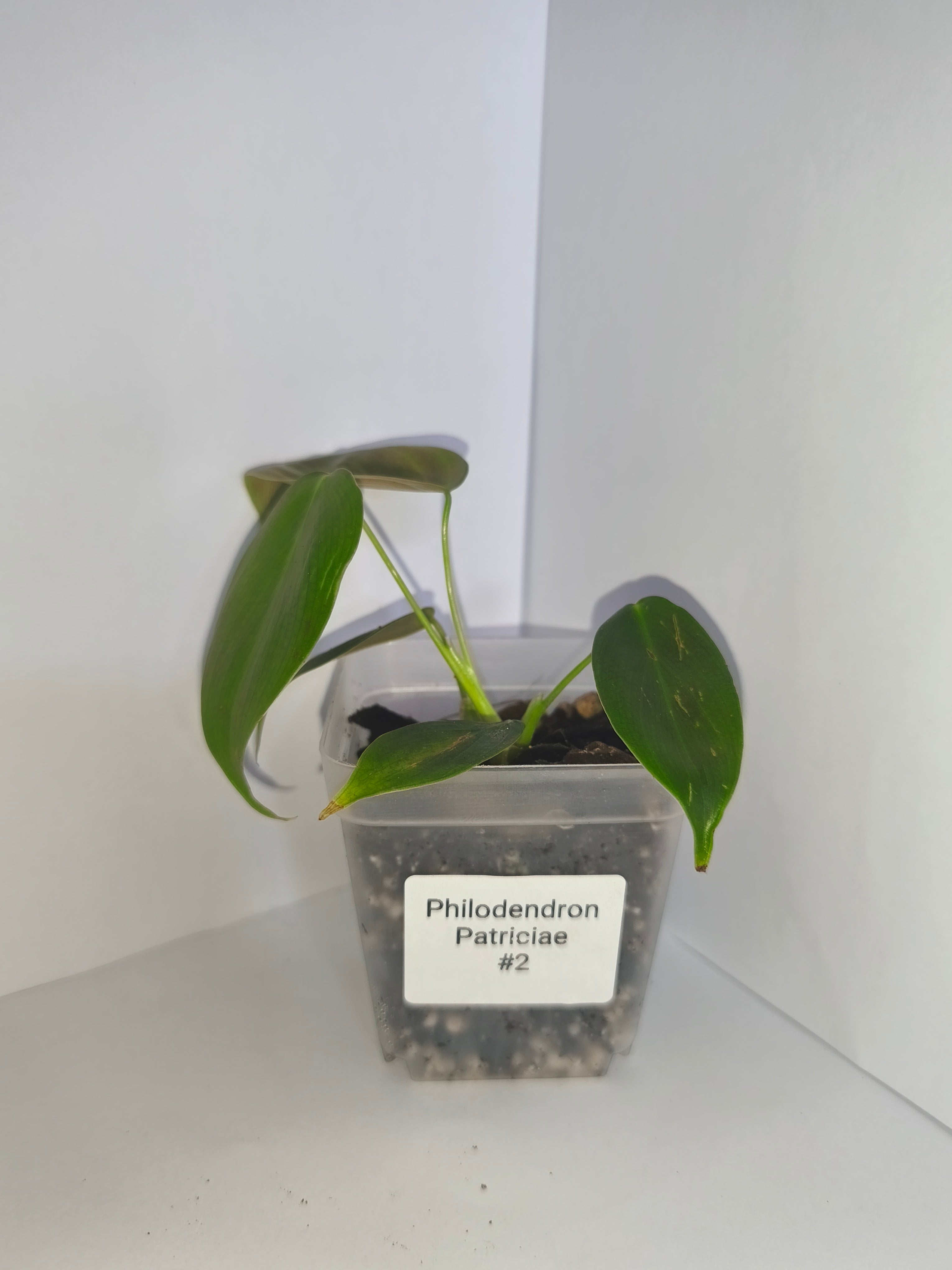 Philodendron Patriciae #2