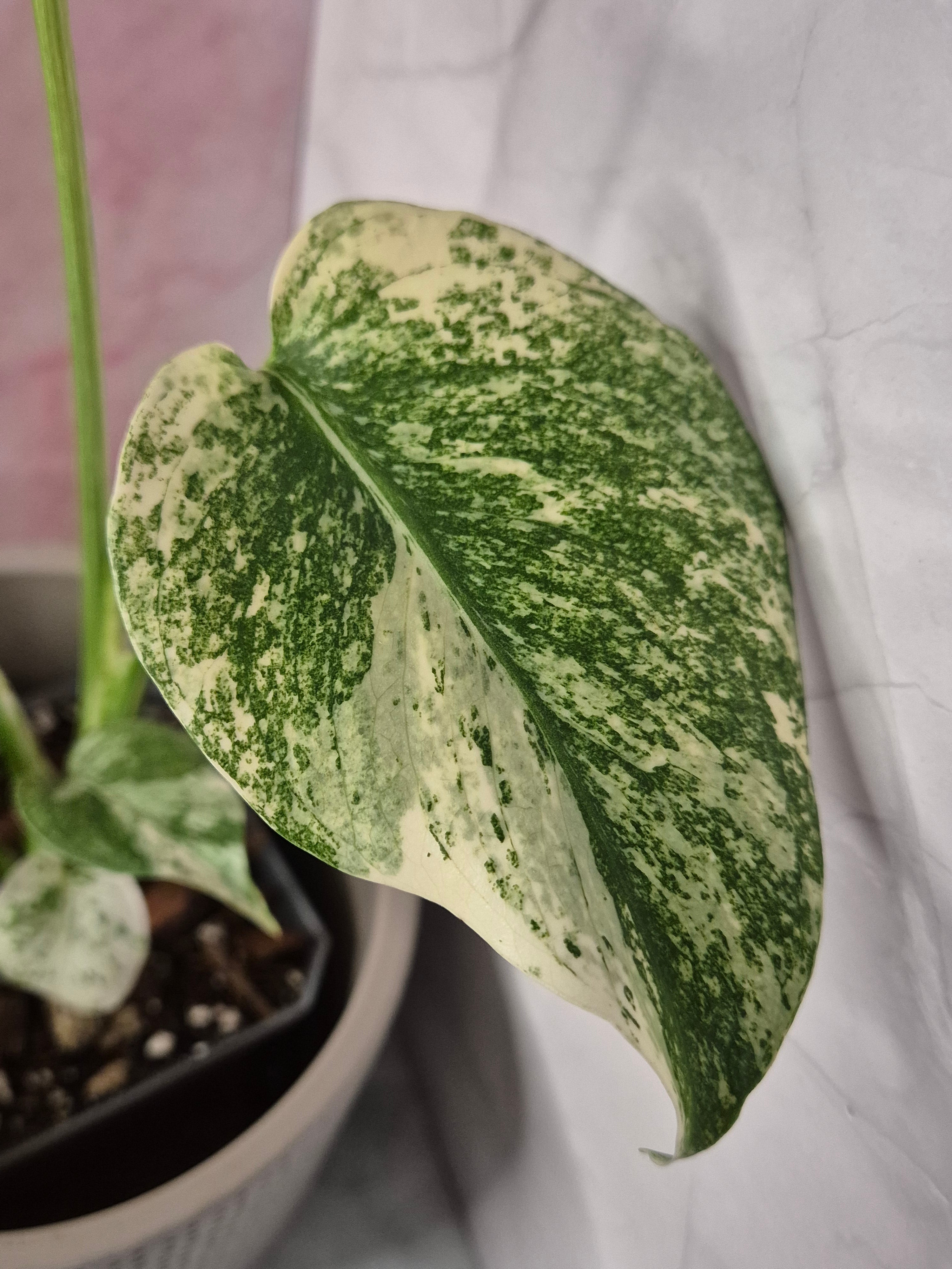 Monstera Mint #4