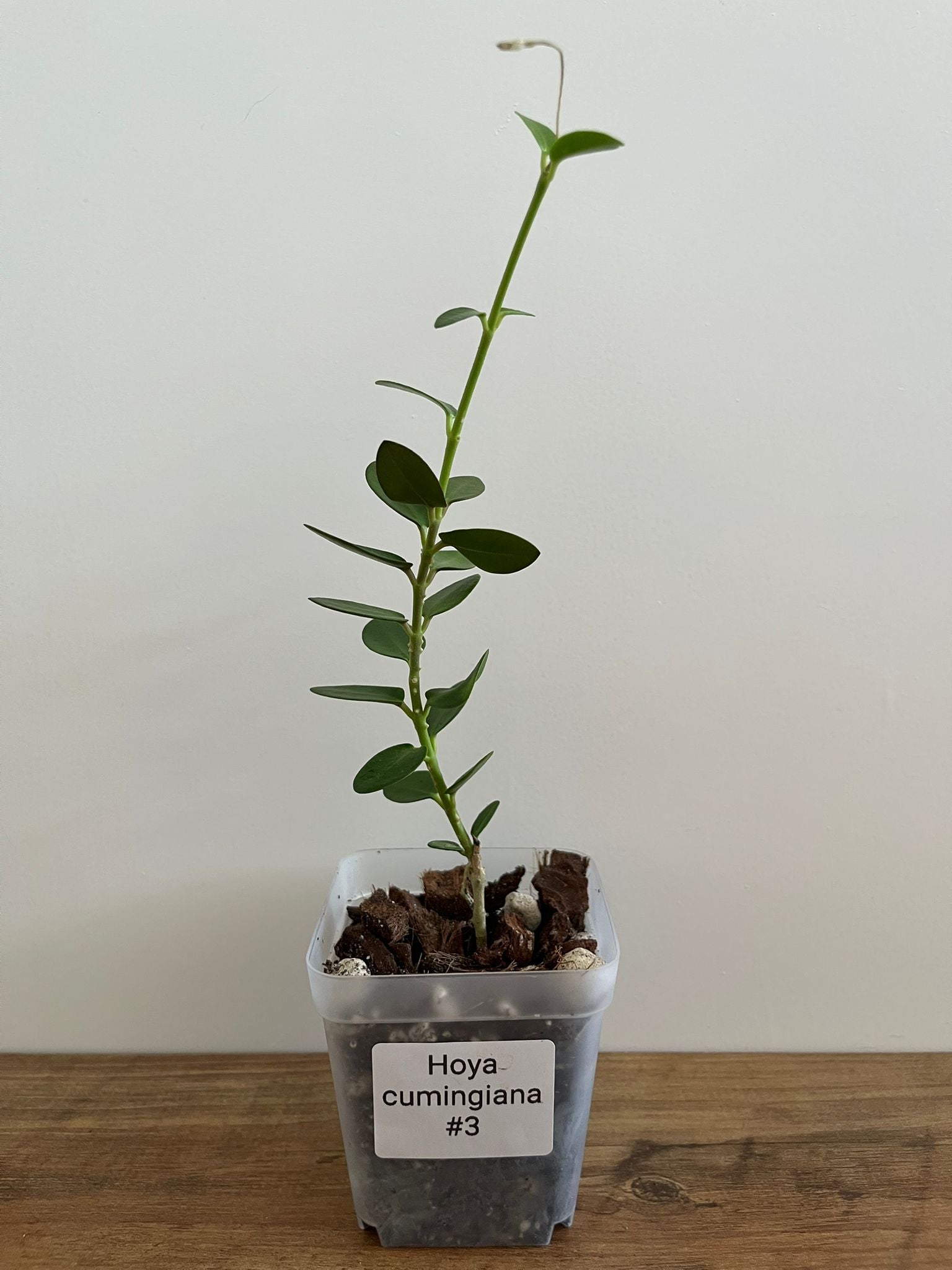 Hoya Cumingiana #3