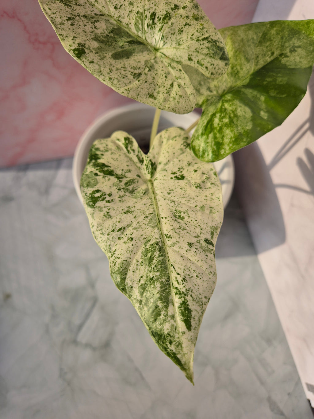 Alocasia Macrorrhiza splash #6