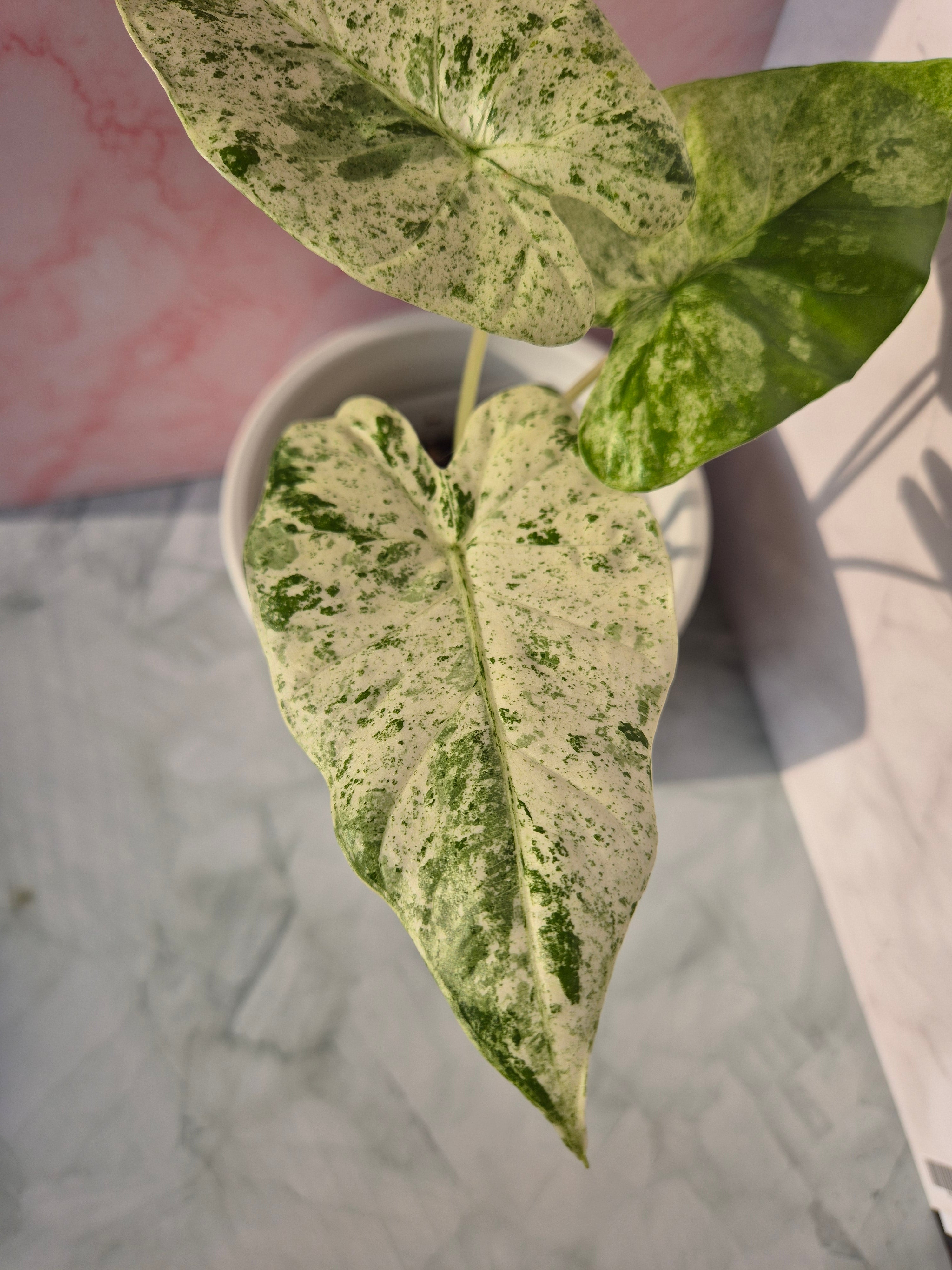 Alocasia Macrorrhiza splash #6
