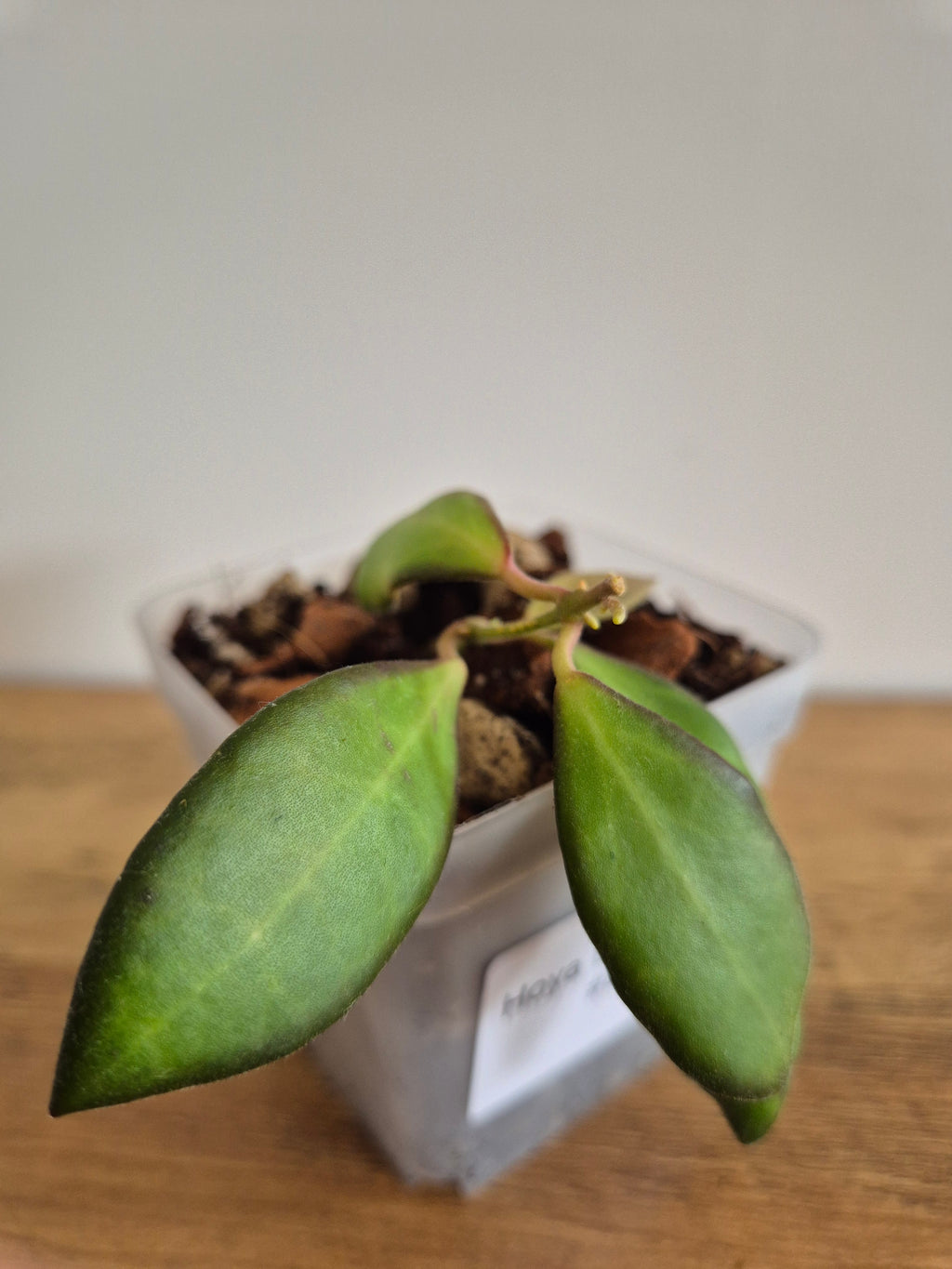 Hoya Bilobata #8