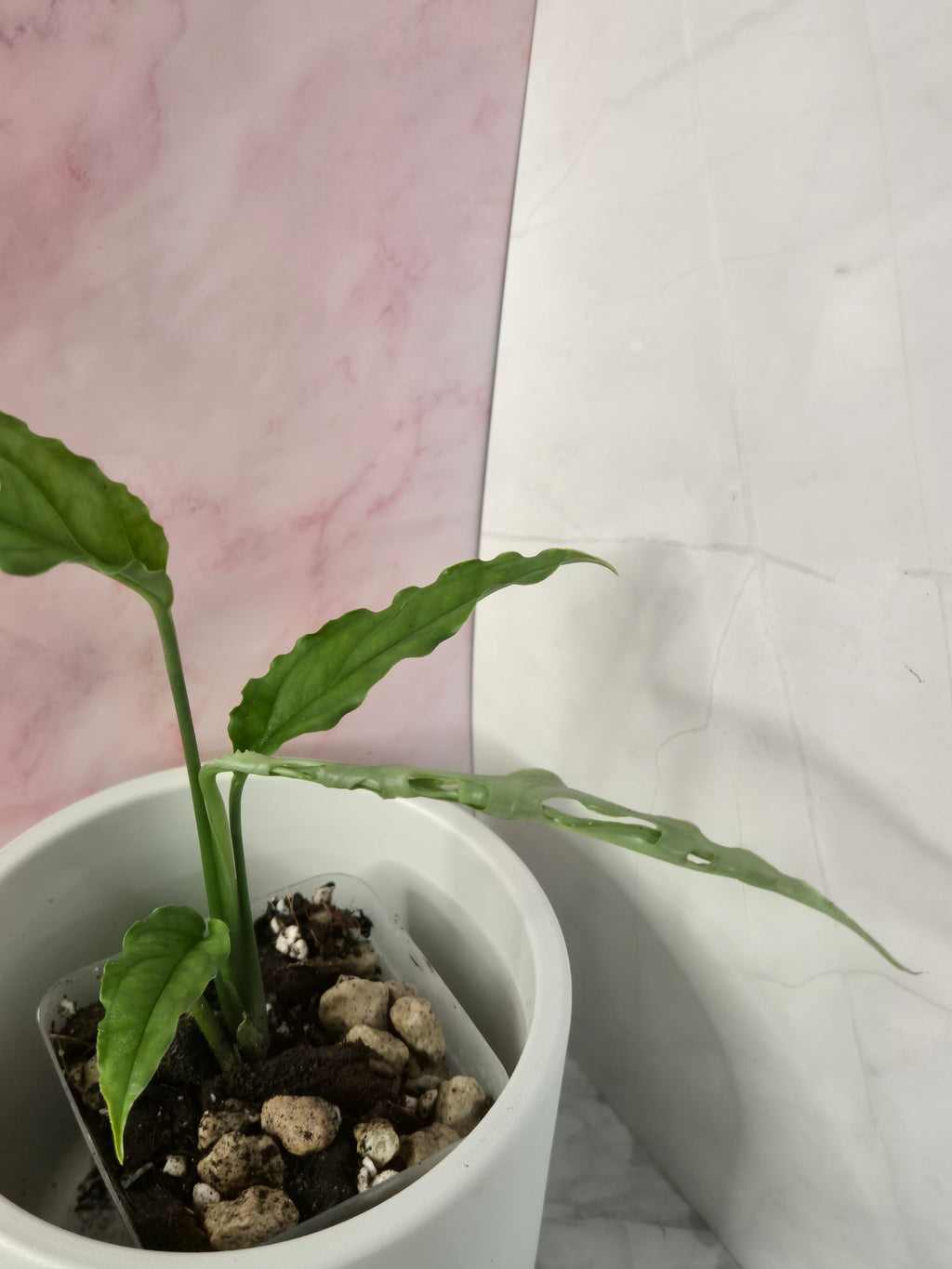 Monstera Obliqua Peru #1