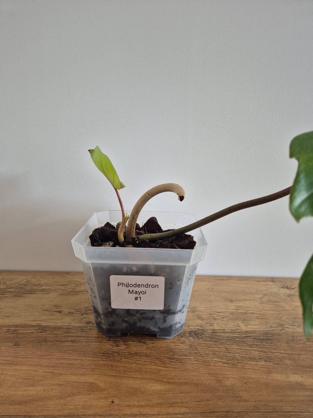 Philodendron Mayoi #1