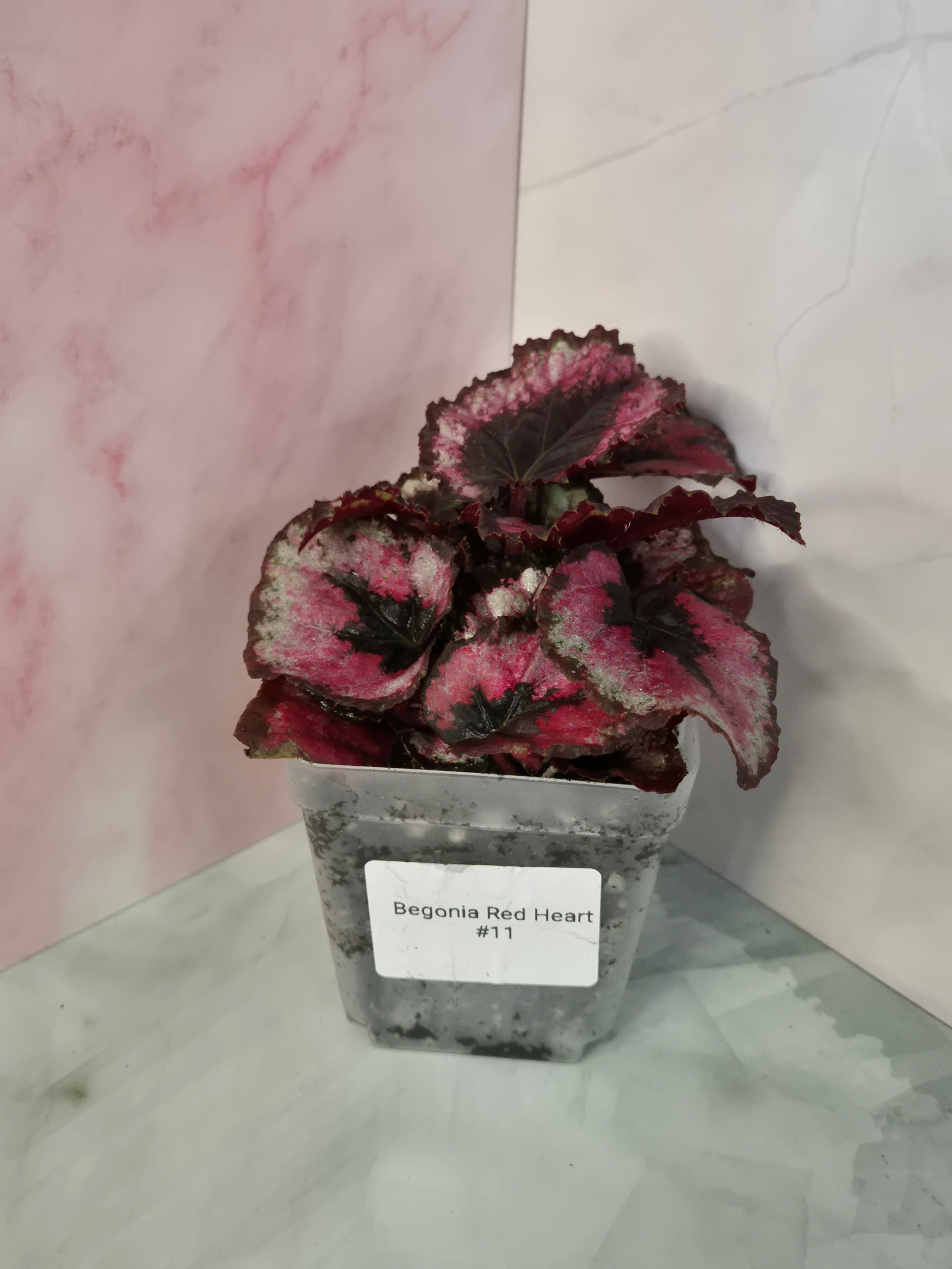Begonia Red Heart #11