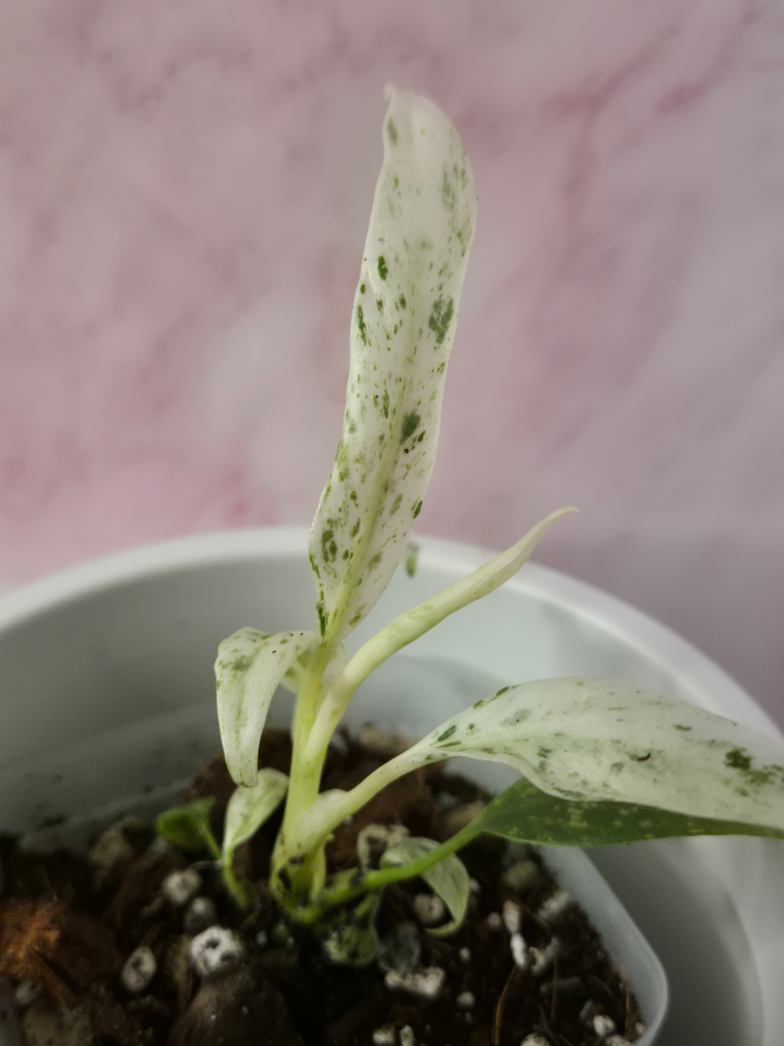 Rhaphidophora Puberula Variegata #9