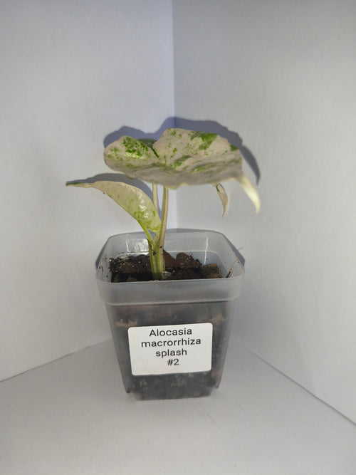 Alocasia Macrorrhiza splash #2