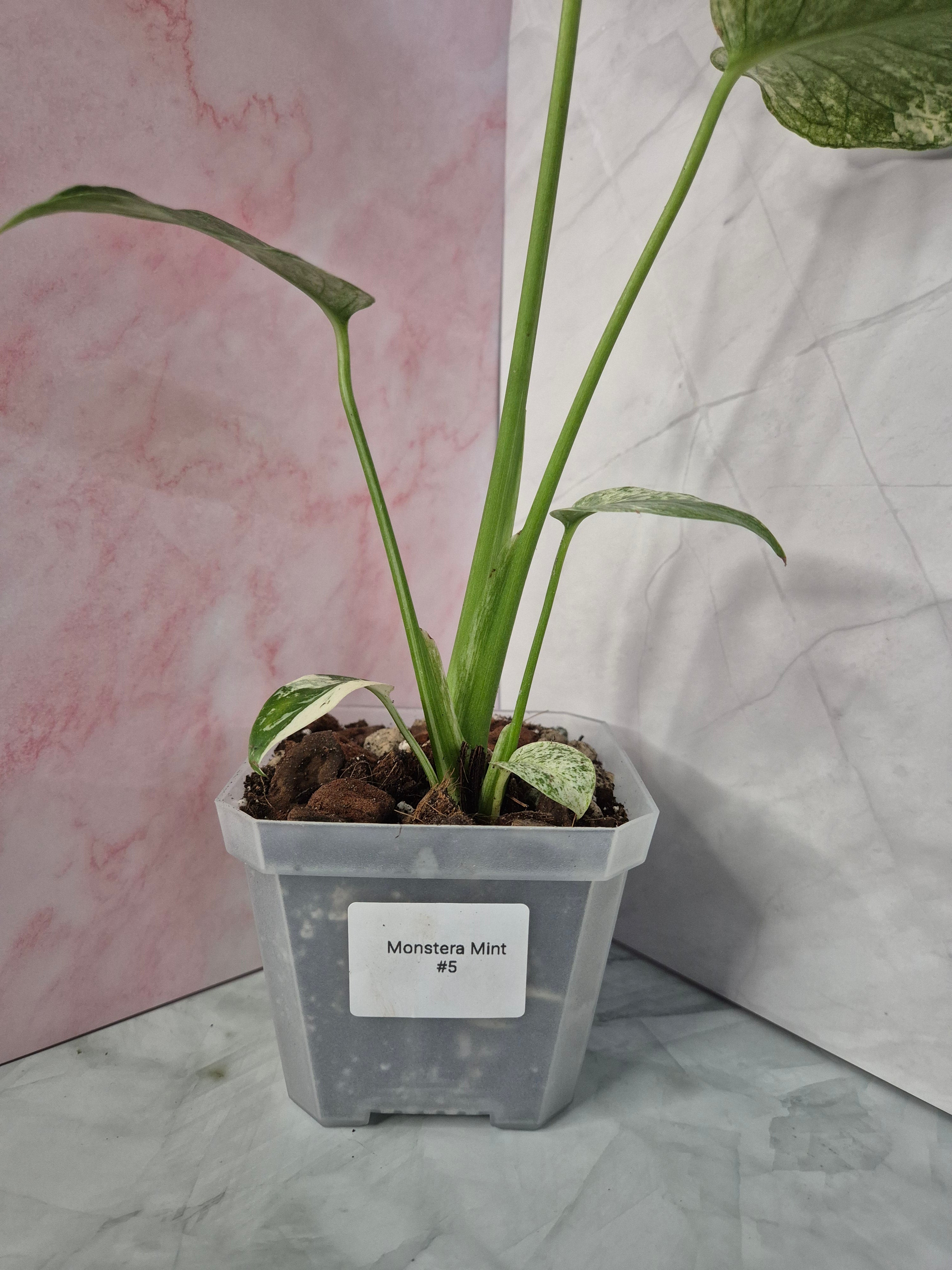 Monstera Mint #5
