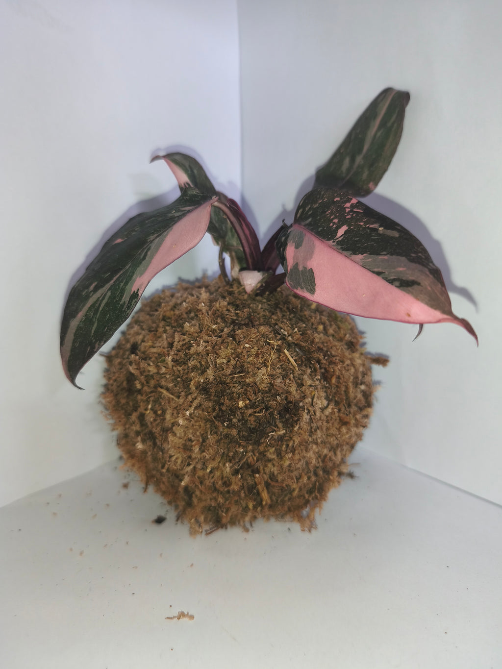 Kokedama #2