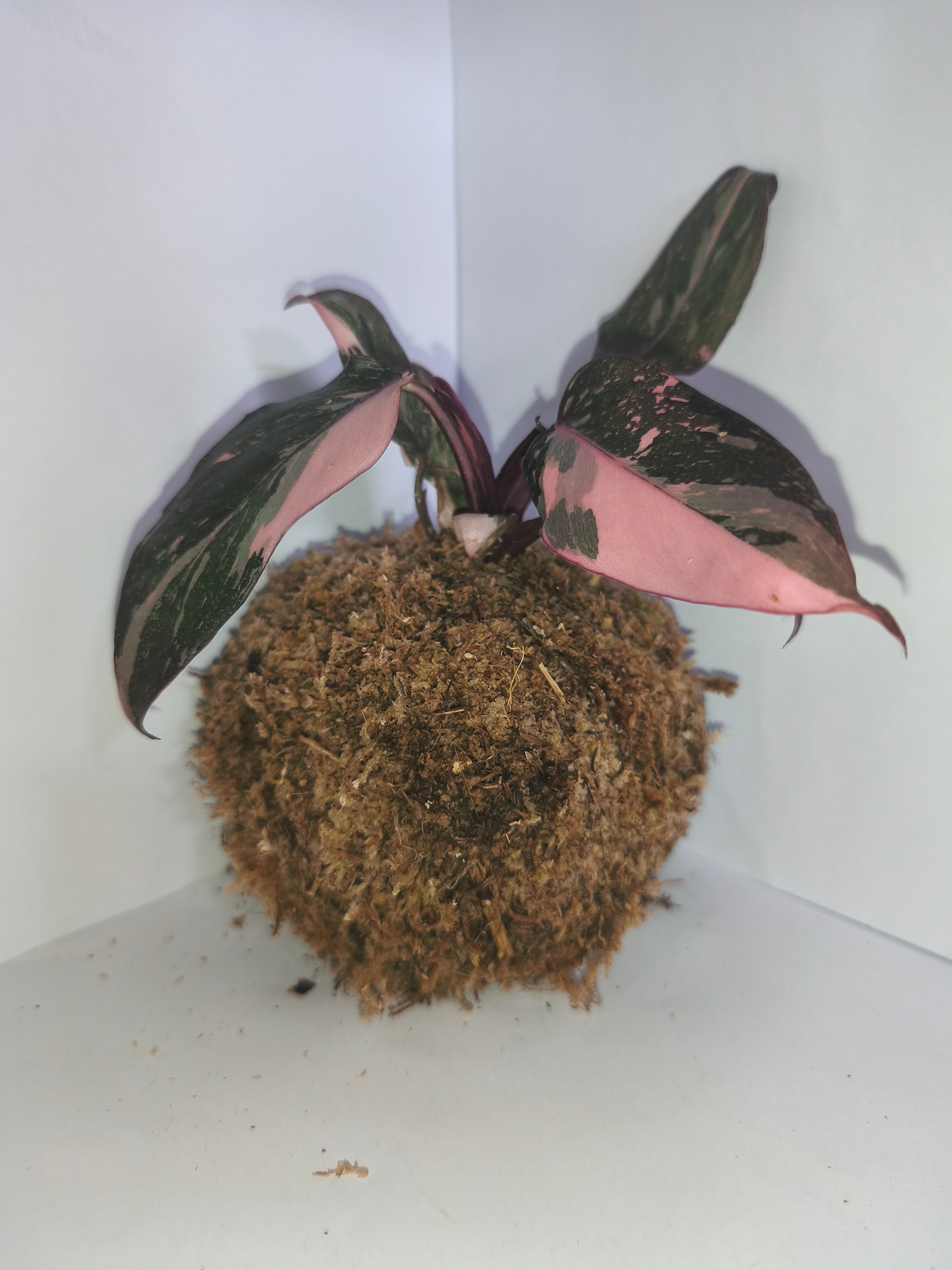 Kokedama #2
