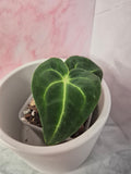 Anthurium Regale #8