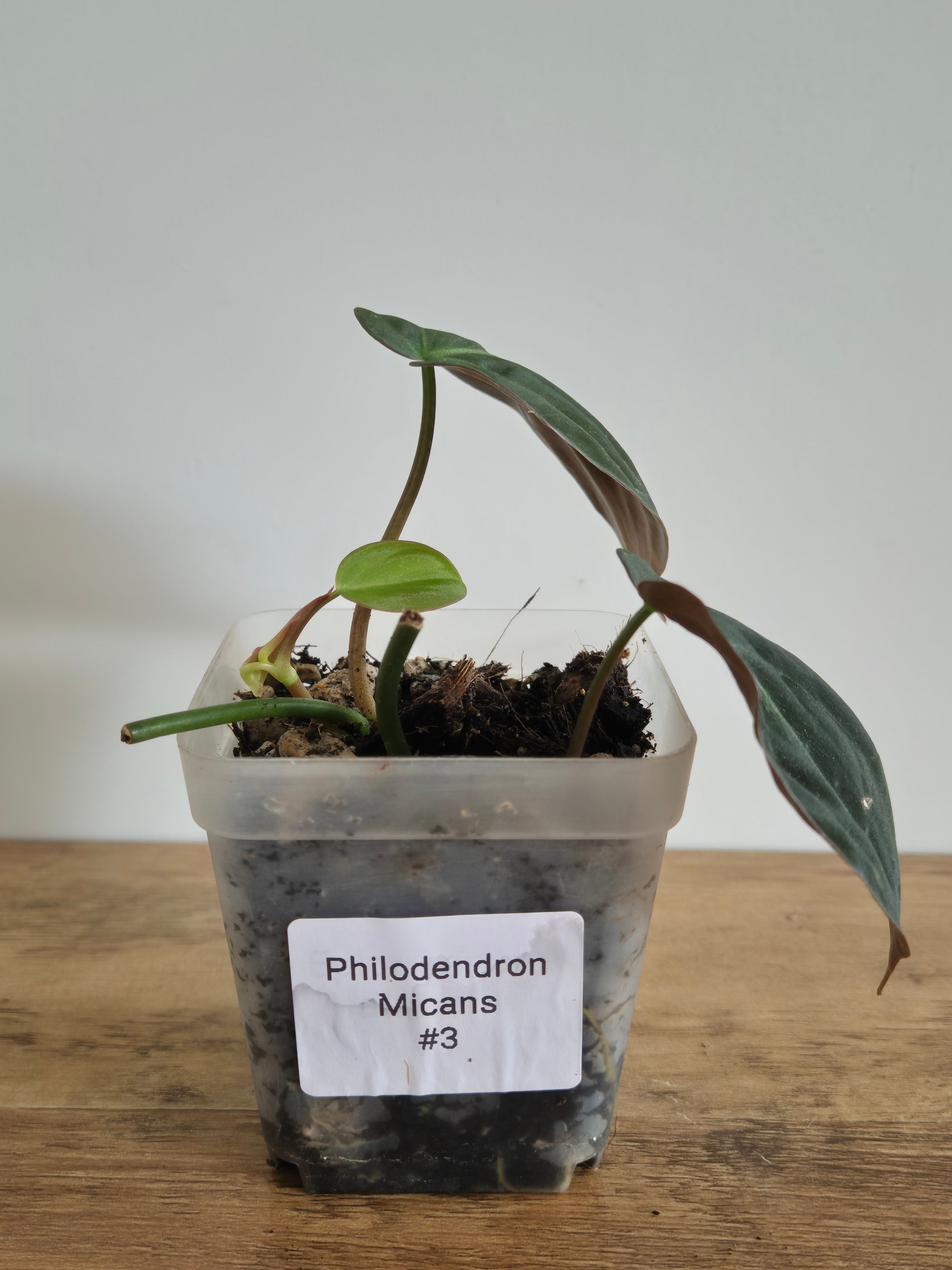 Philodendron Micans #3