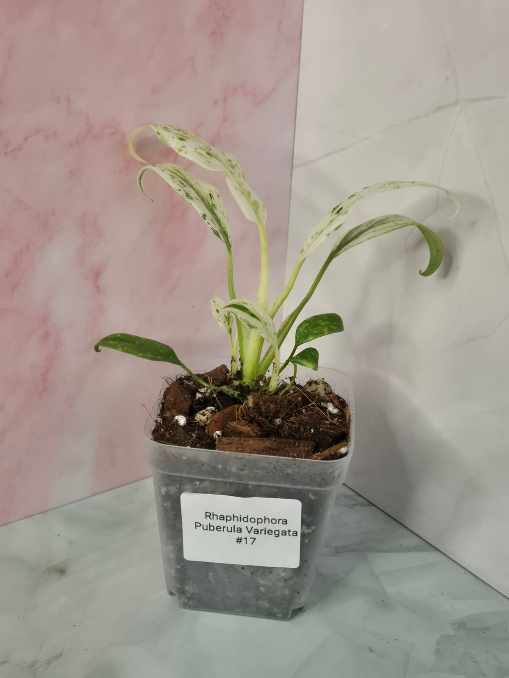 Rhaphidophora Puberula Variegata #17