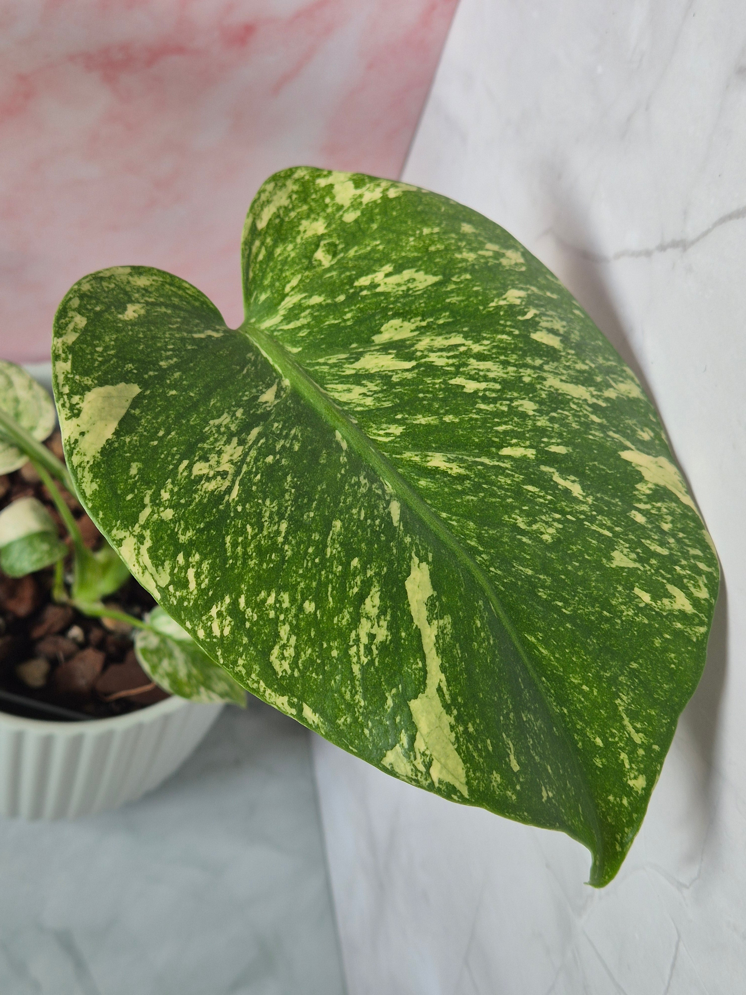 Monstera Mint #3