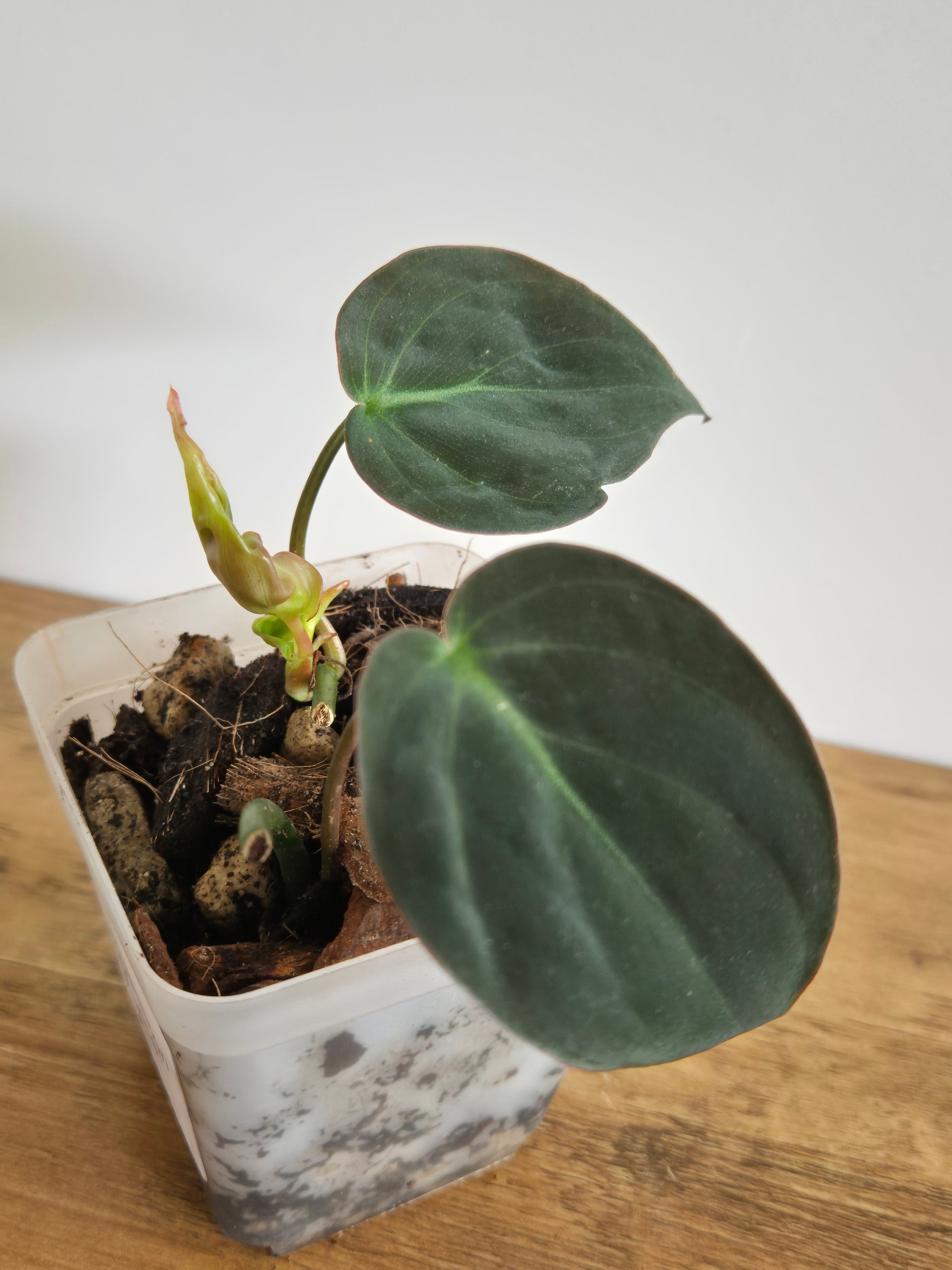 Philodendron Micans #4
