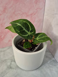 Anthurium Crystallinum x Magnificum #2