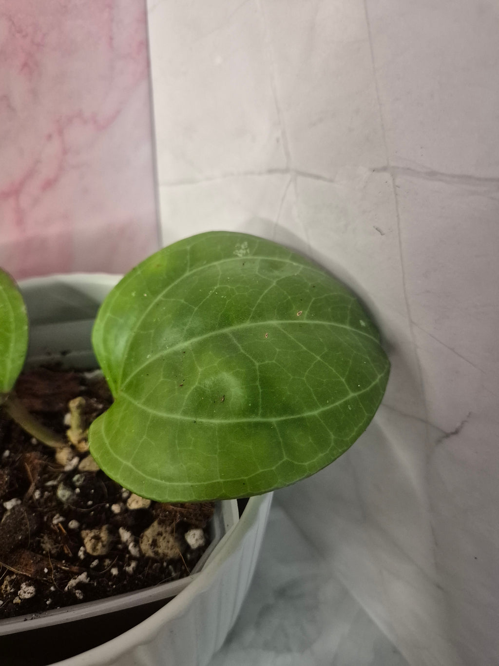 Hoya Sarawak Cream #3