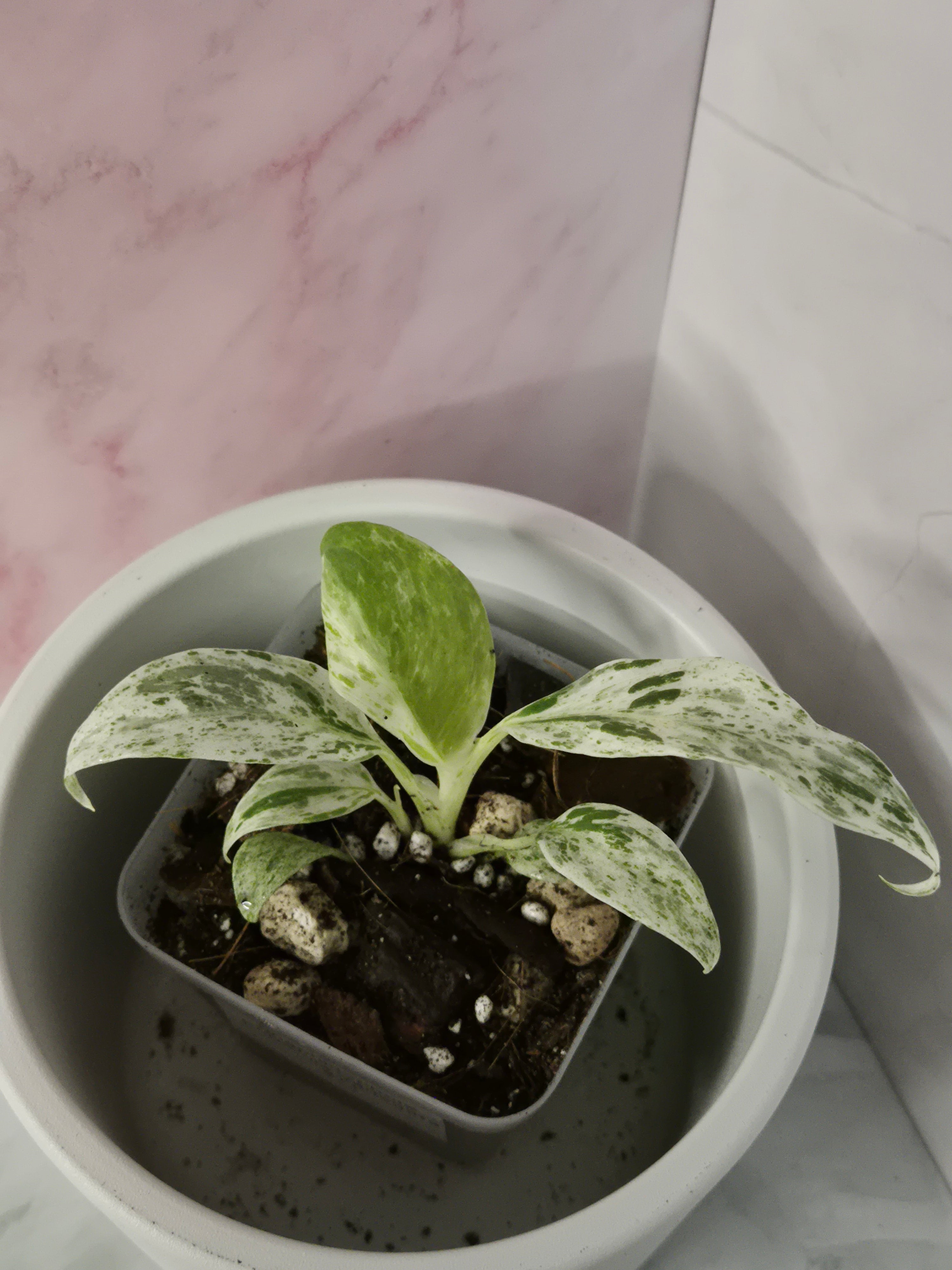 Rhaphidophora Puberula Variegata #11