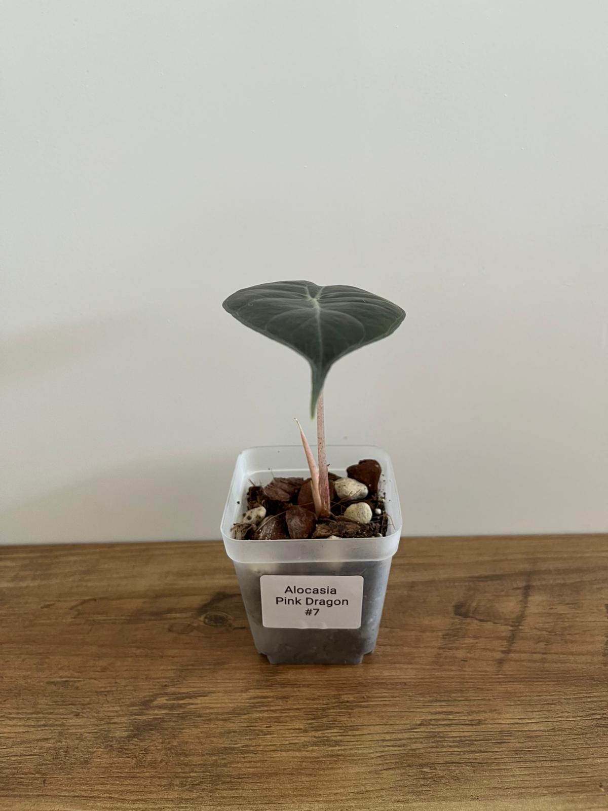Alocasia Pink Dragon #7
