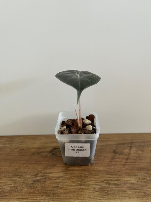 Alocasia Pink Dragon #7