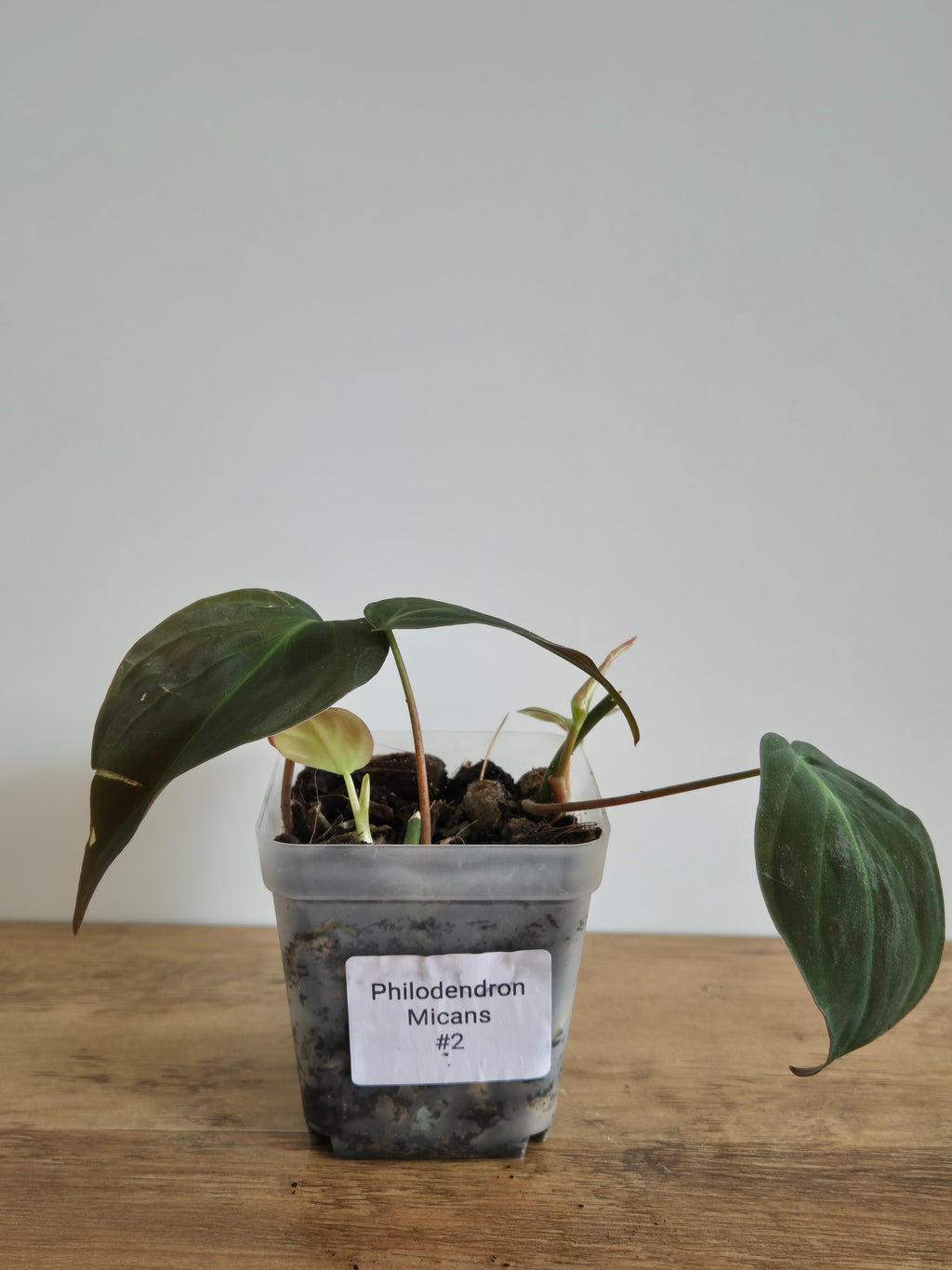 Philodendron Micans #2