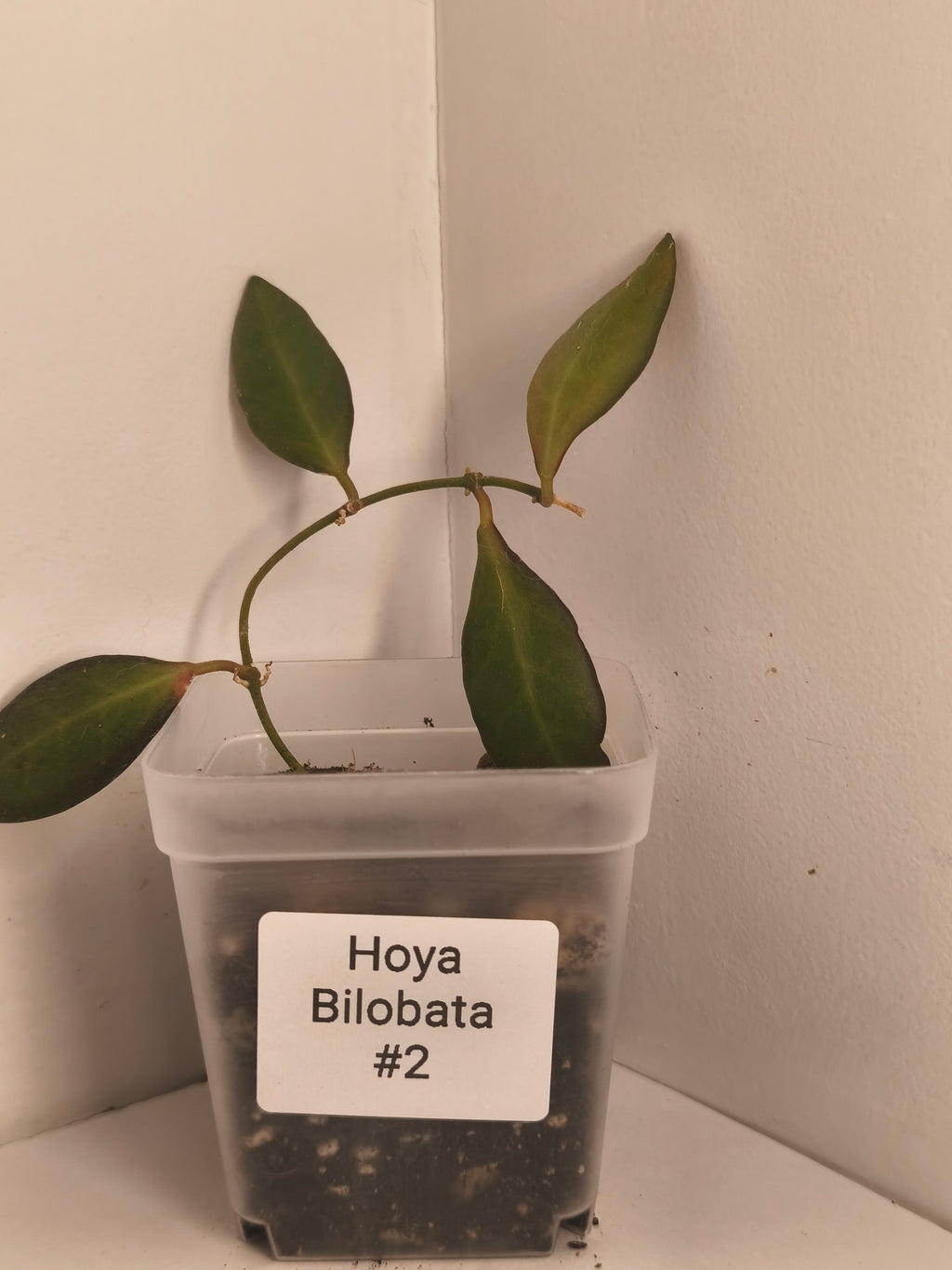 Hoya Bilobata #2