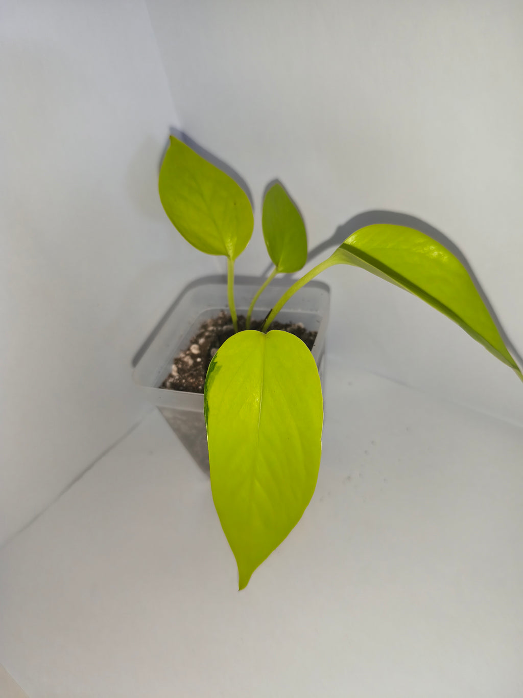 Epipremnum Neon #2