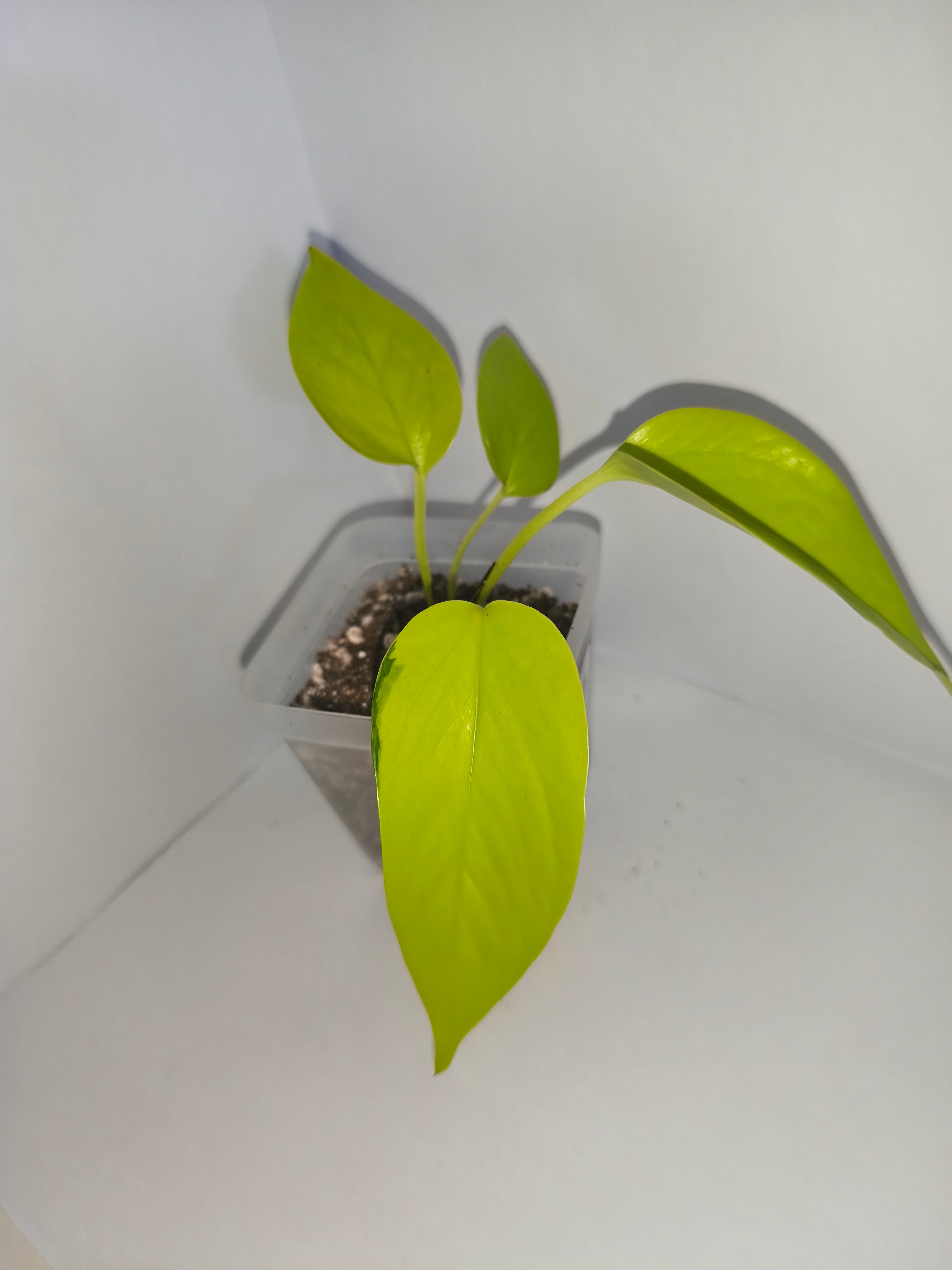 Epipremnum aureum Neon #2