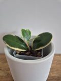 Hoya Australis Variegated #1