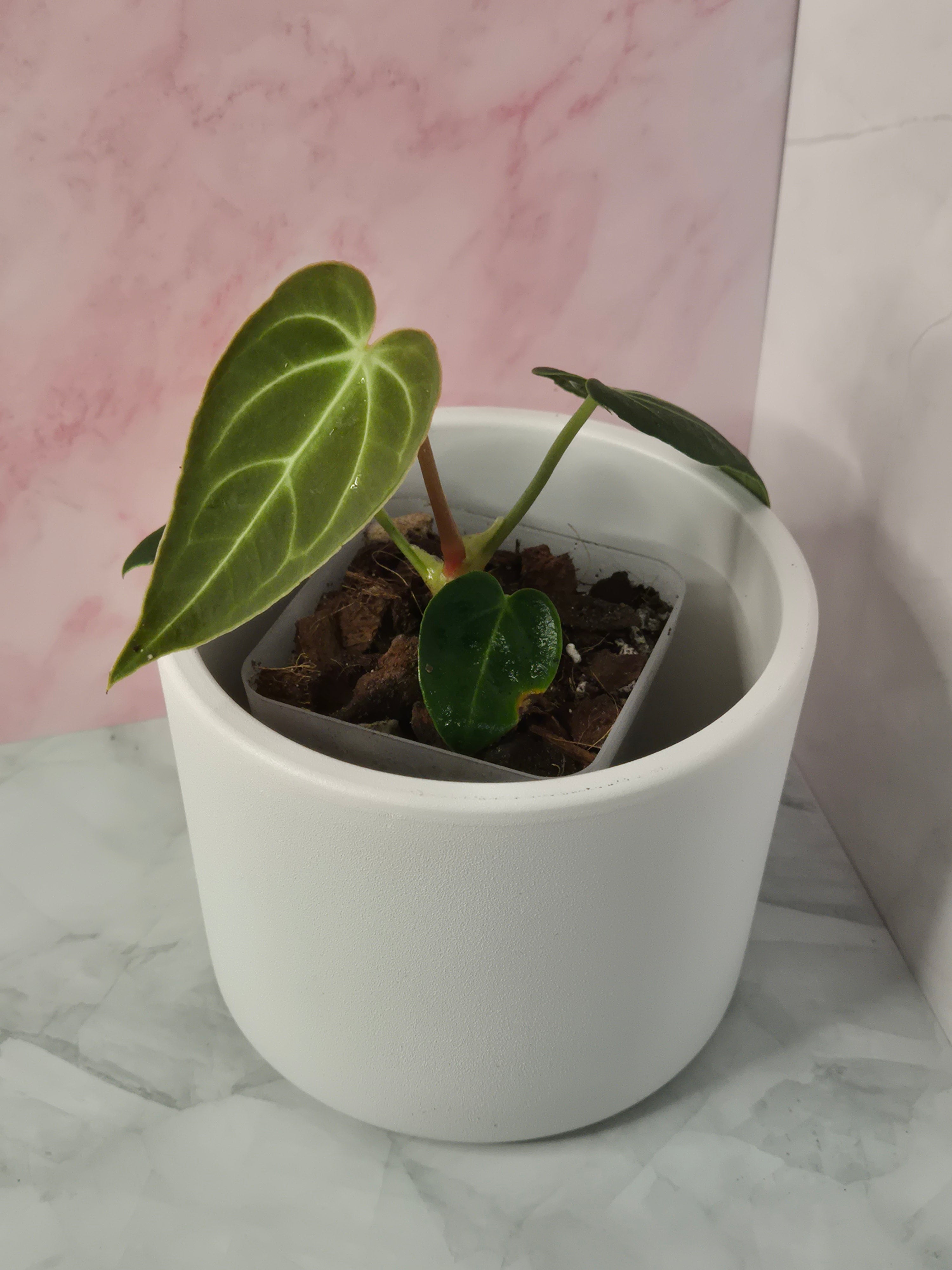 Anthurium Regale #9