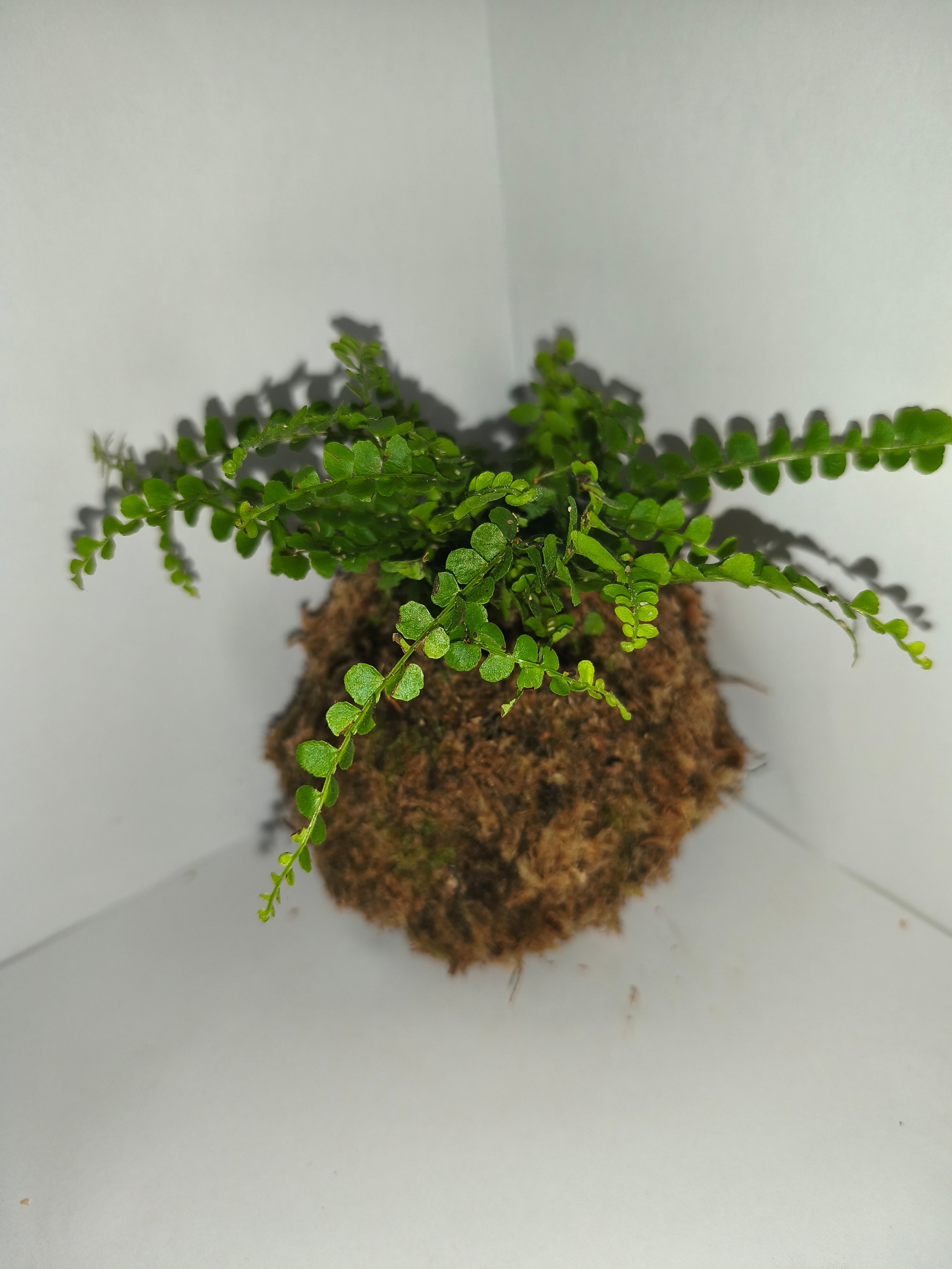 Kokedama #5
