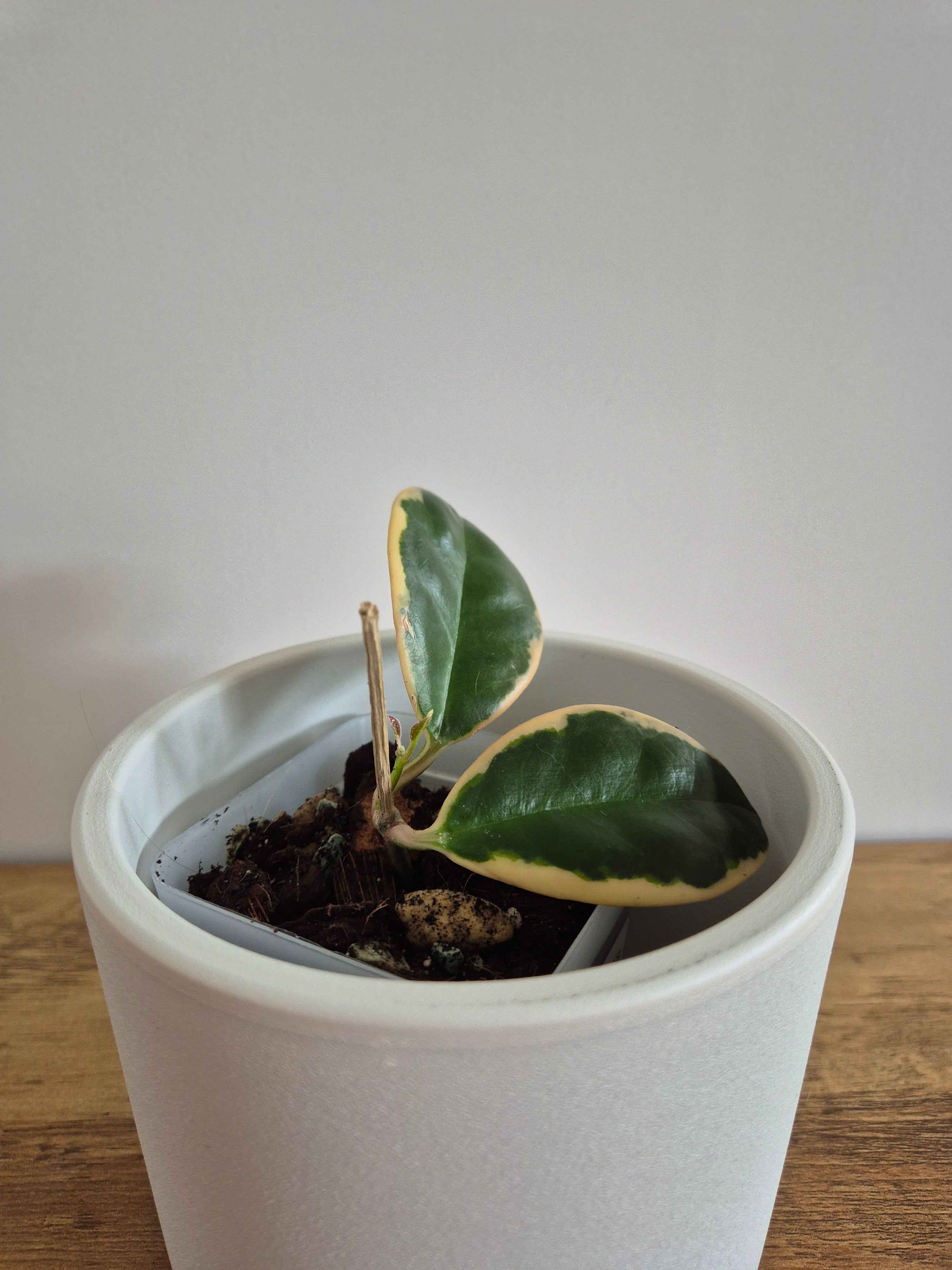Hoya Australis Variegated #7