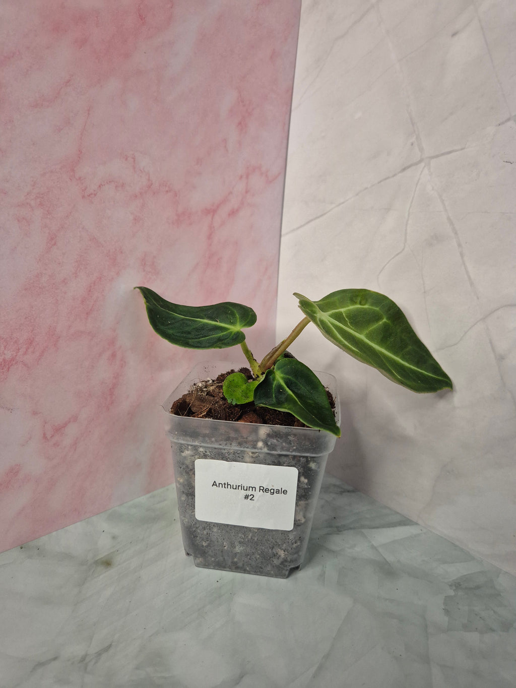 Anthurium Regale #2