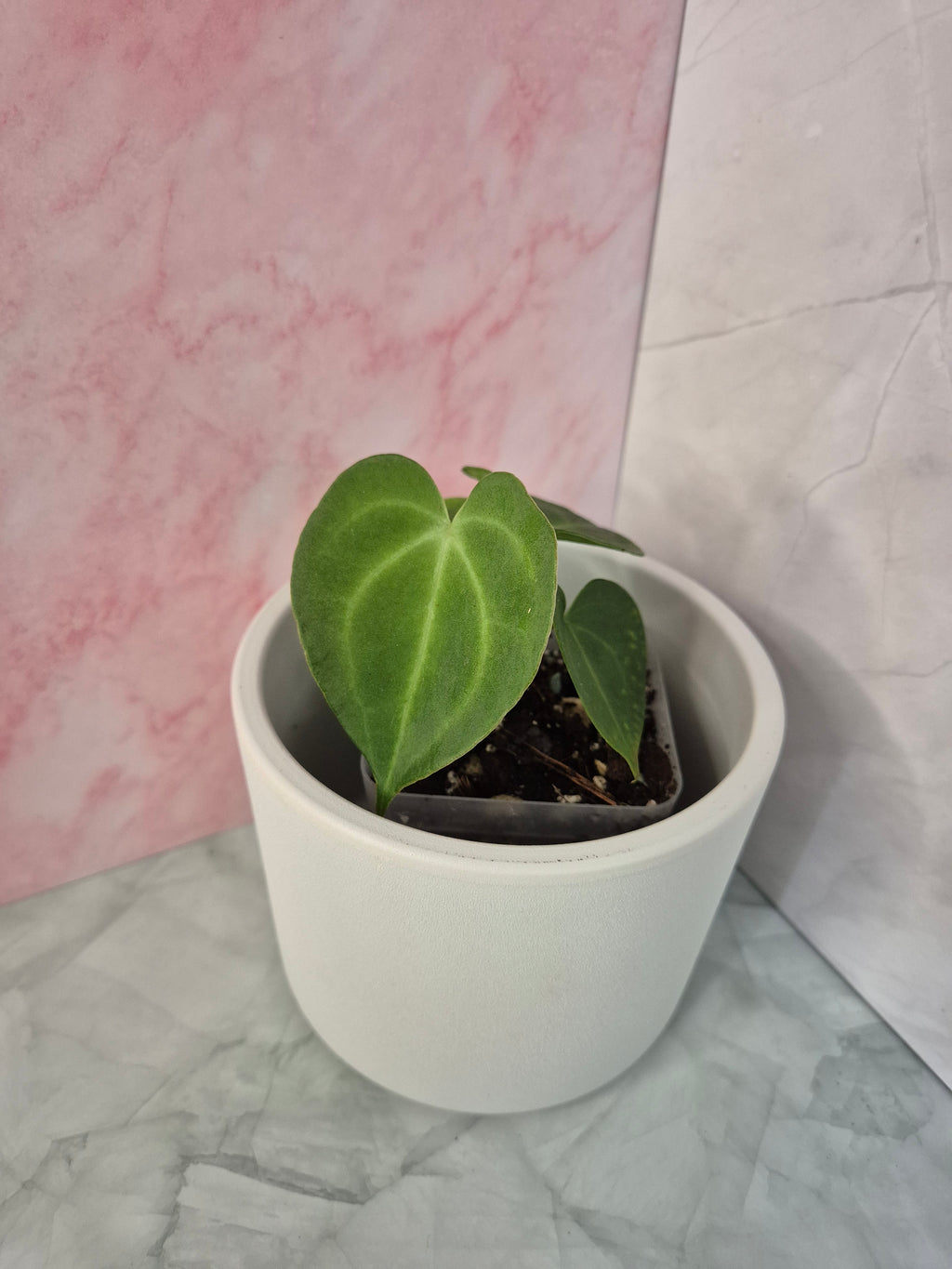 Anthurium Clarinervium #4