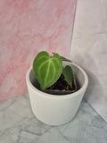 Anthurium Clarinervium #4