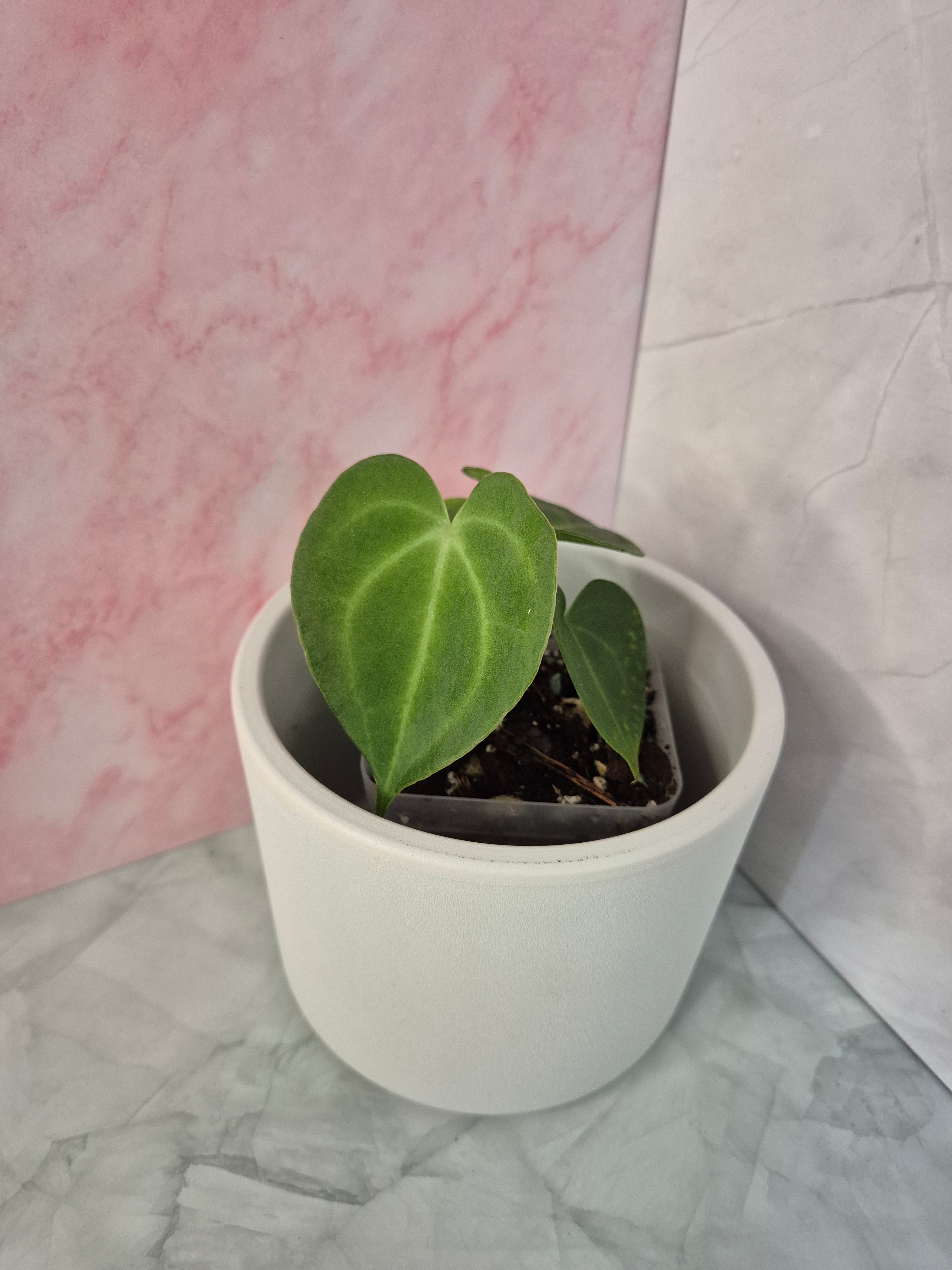 Anthurium Clarinervium #4