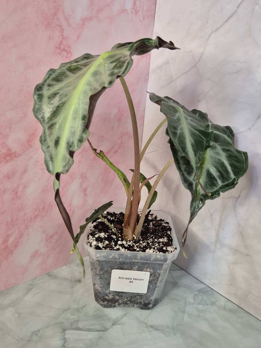 Alocasia Venom #5
