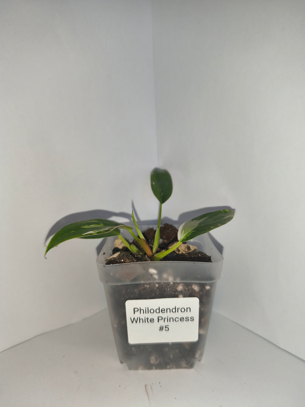 Philodendron White Princess #5
