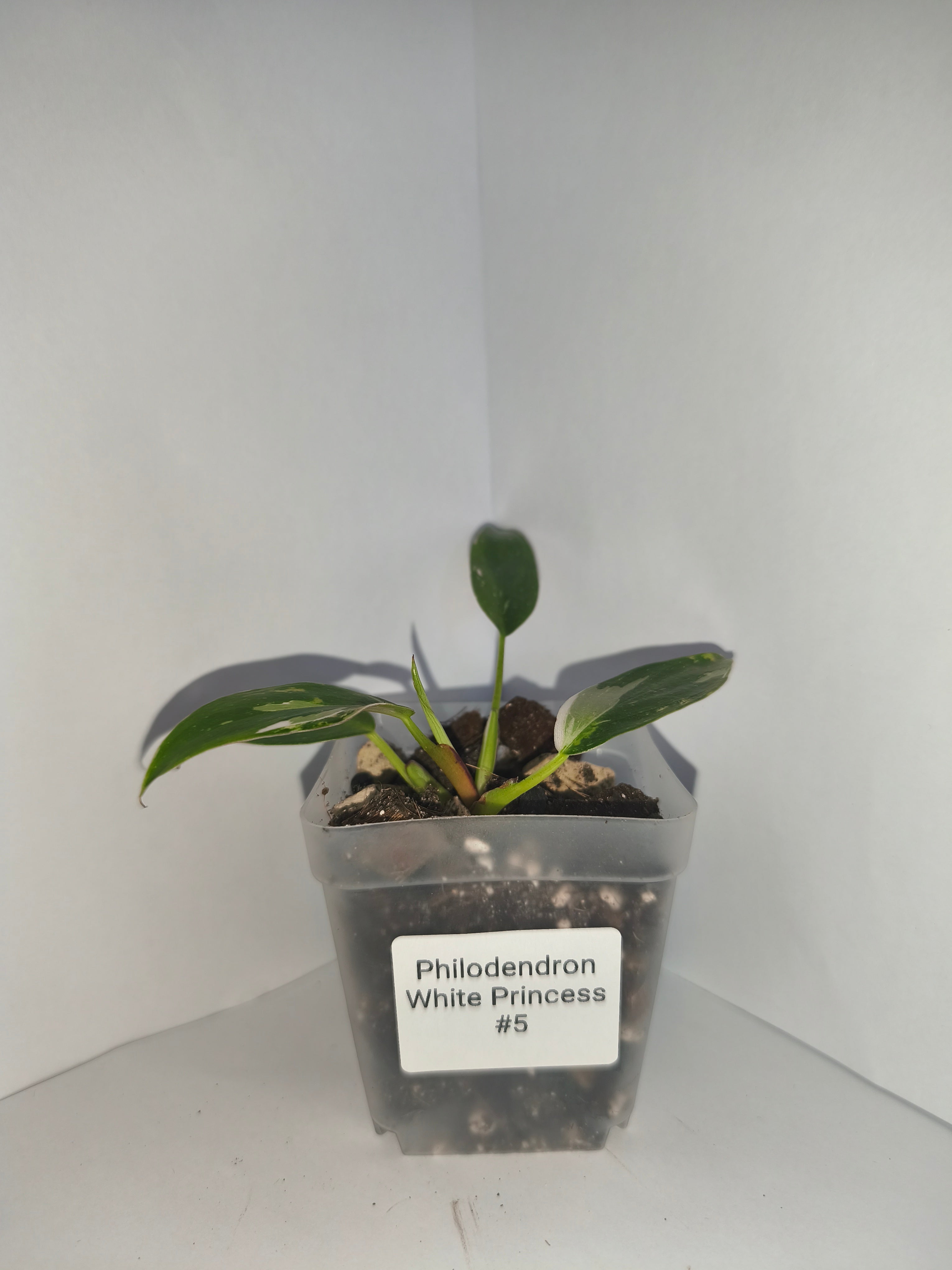 Philodendron White Princess #5