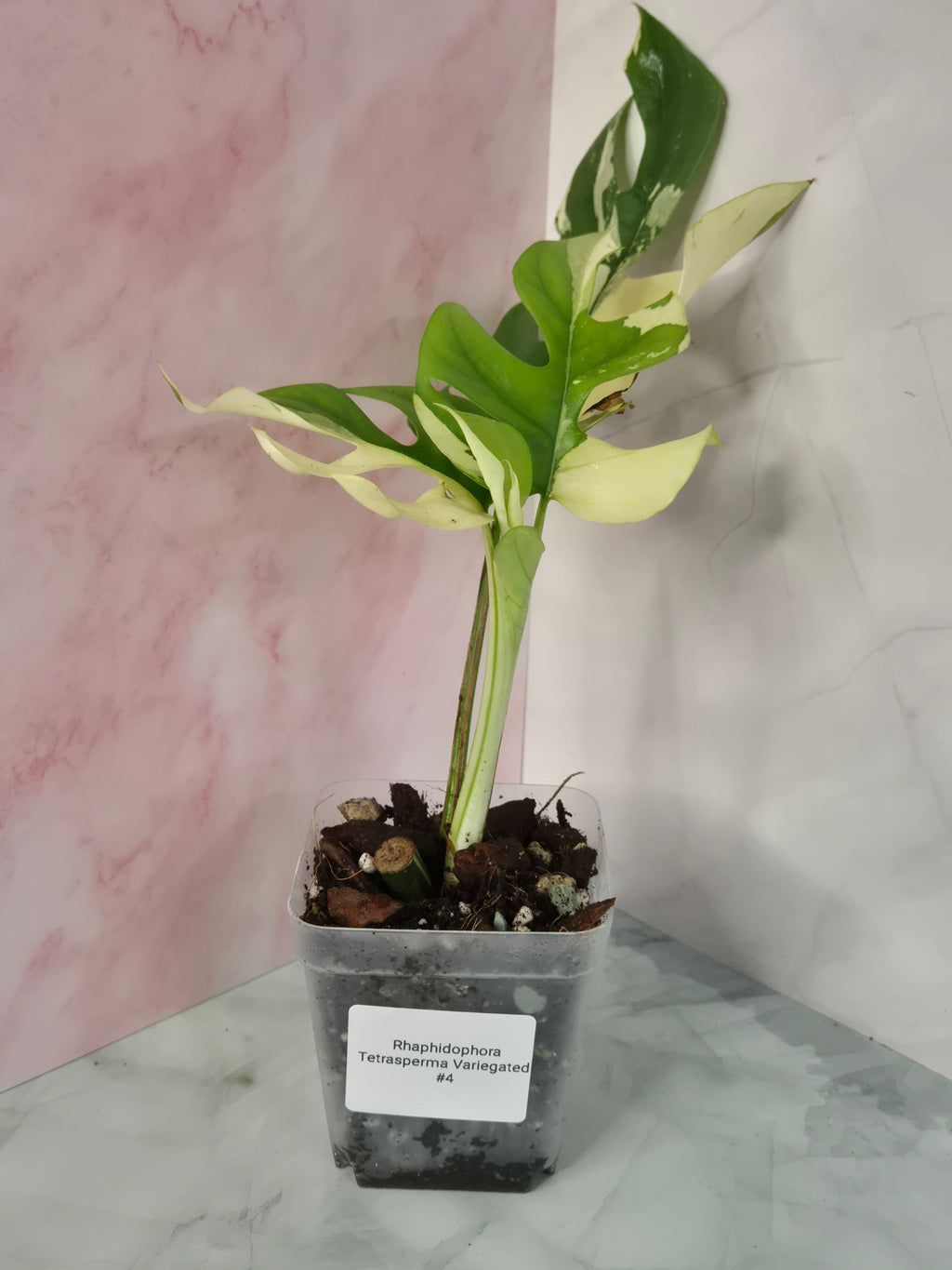 Monstera Minima Variegated #4 (Rhaphidophora Tetrasperma Variegated)