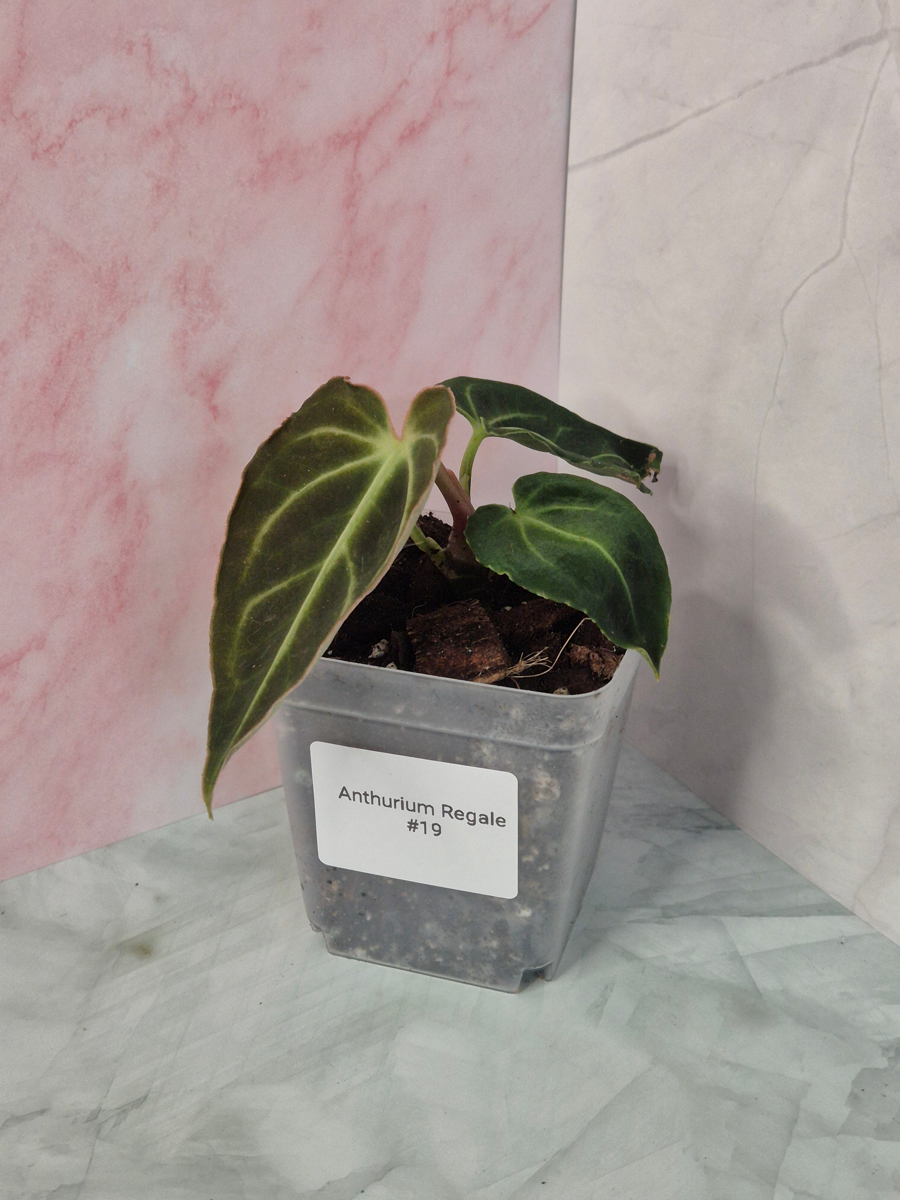 Anthurium Regale #19